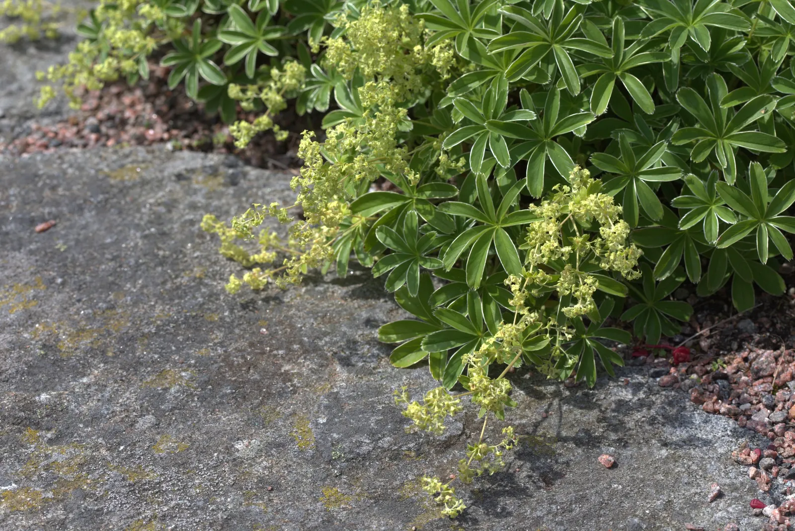 Alpine Lady'S-Mantle (Alchemilla Alpinia) — making them a delightful sight for morning strollers in the garden.<br><br>During the summer season