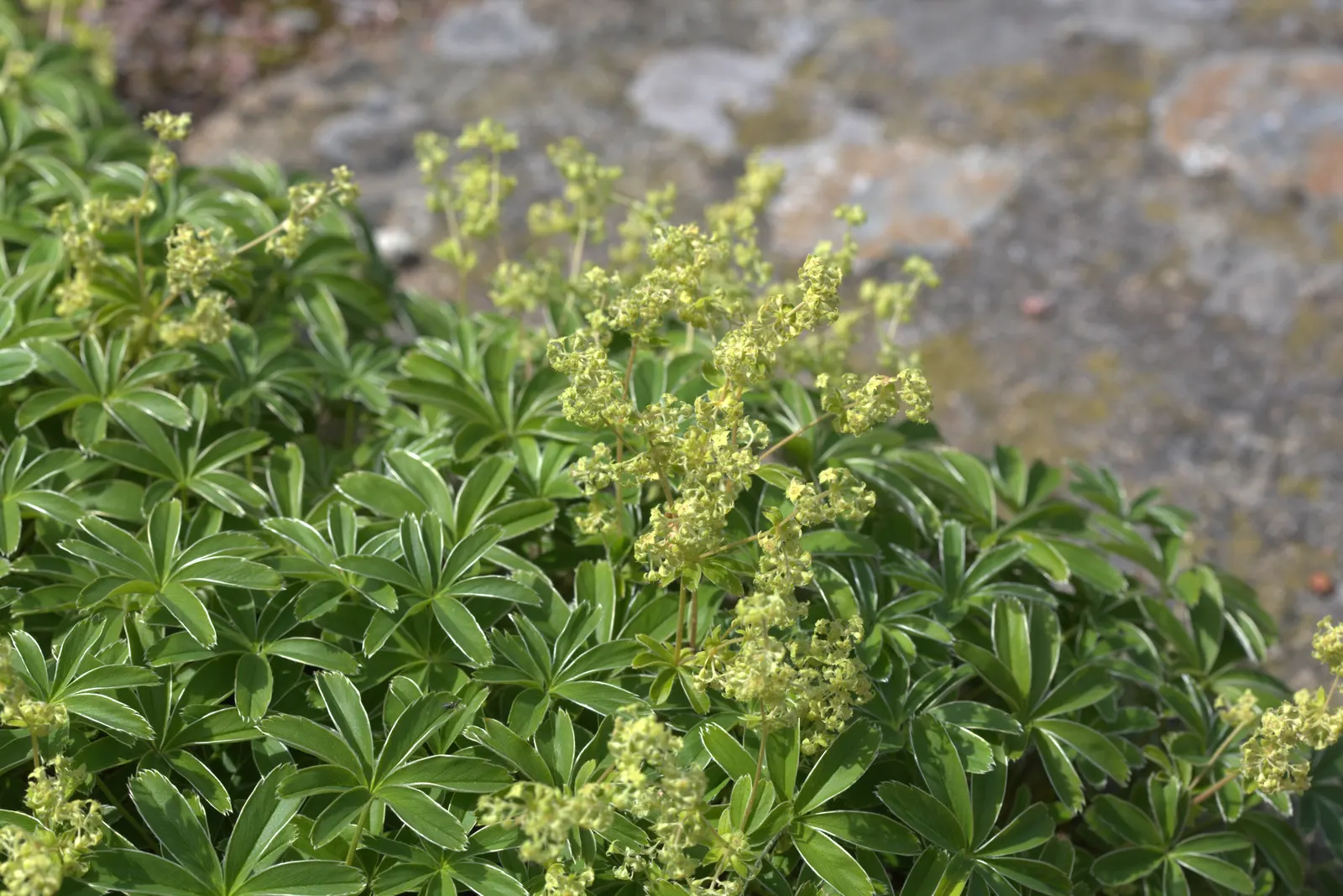 Alpine Lady'S-Mantle (Alchemilla Alpinia) — although it is somewhat drought-tolerant once established