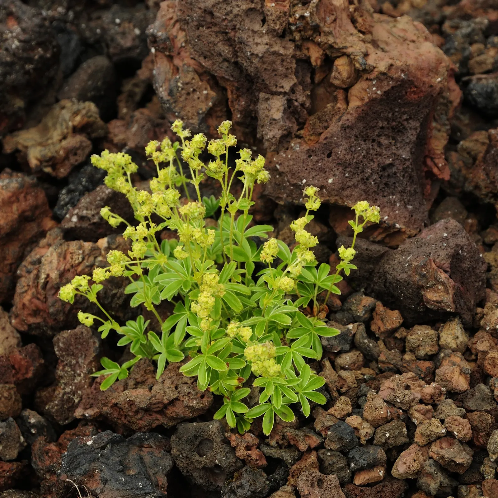 Alpine Lady'S-Mantle (Alchemilla Alpinia) — Alchemilla alpina catches dew and raindrops on its foliage; alpine Lady's-Mantle (Alchemilla alpina) is, image 54