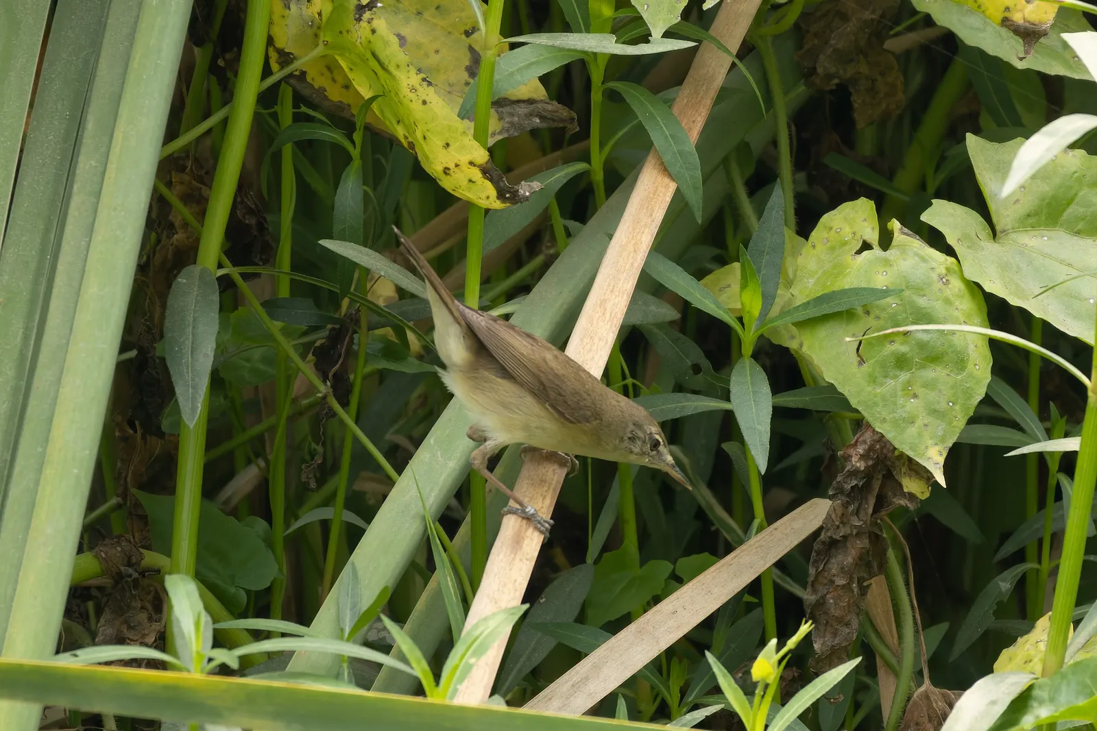 Reed Avocado (Persea Americana 'Reed') — Maturing to a height of 25-35 feet with a spread of 15-20 feet, this evergreen adds lush foliage to landscapes