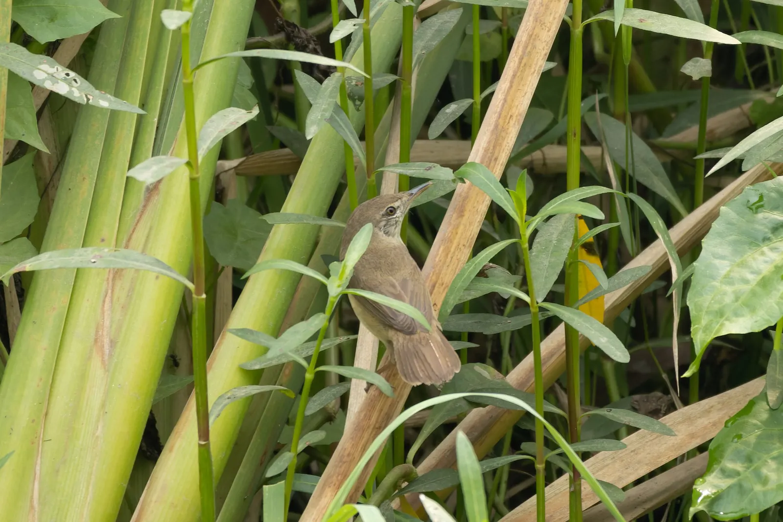Reed Avocado (Persea Americana 'Reed') — commonly known as the Reed Avocado