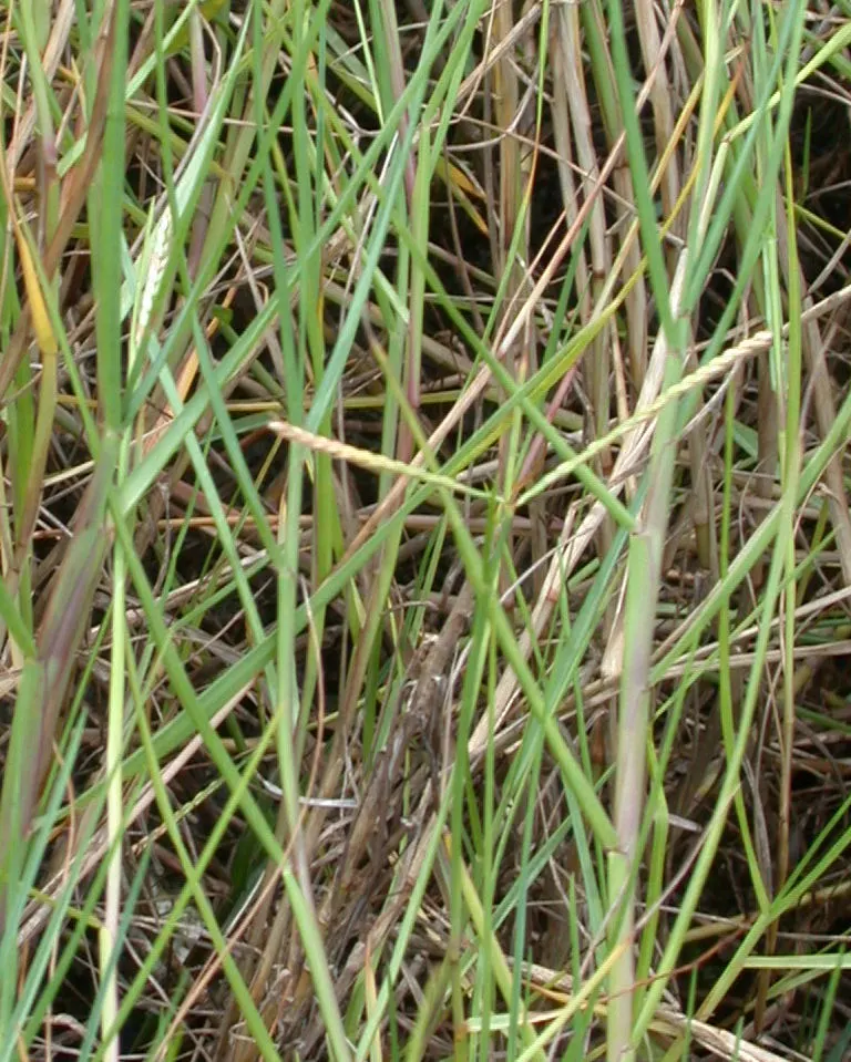 Seashore Paspalum (Paspalum vaginatum) — slow-release fertilizer can enhance its robust nature.<br><br>This plant's environmental tolerance