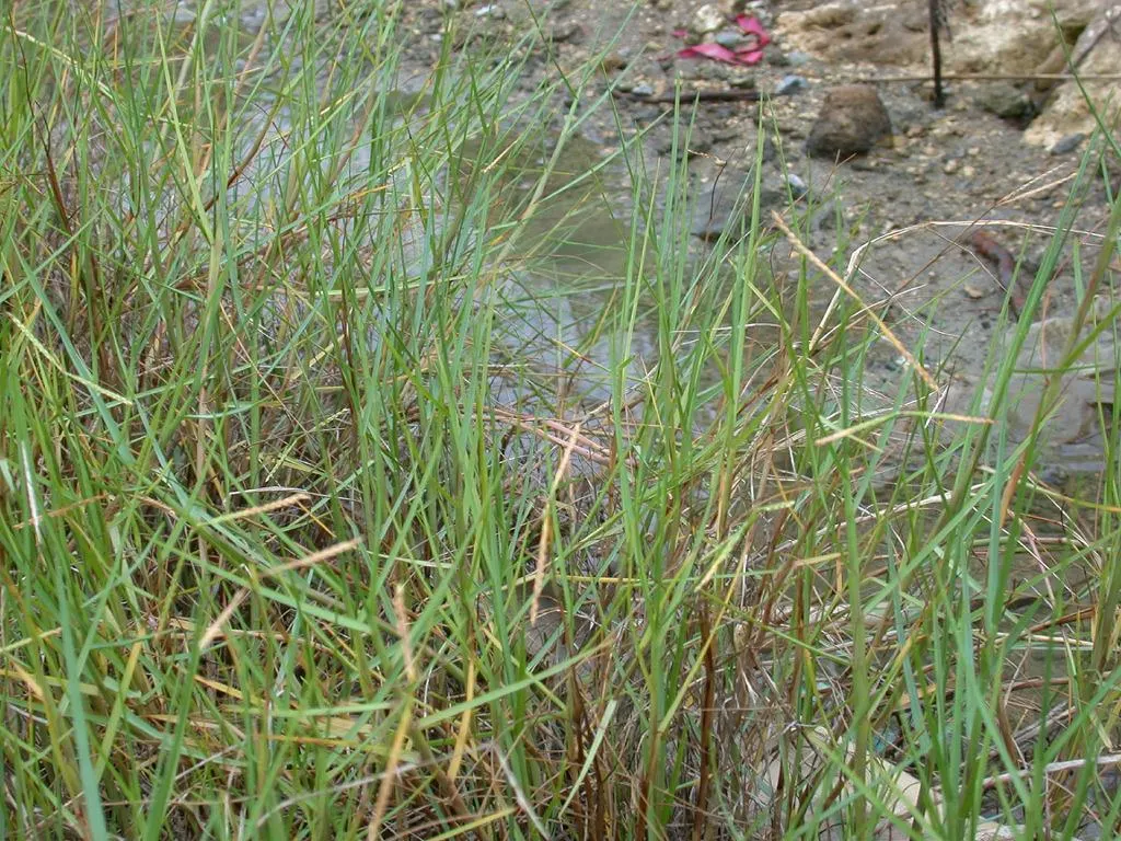 Seashore Paspalum (Paspalum vaginatum) — grass for full