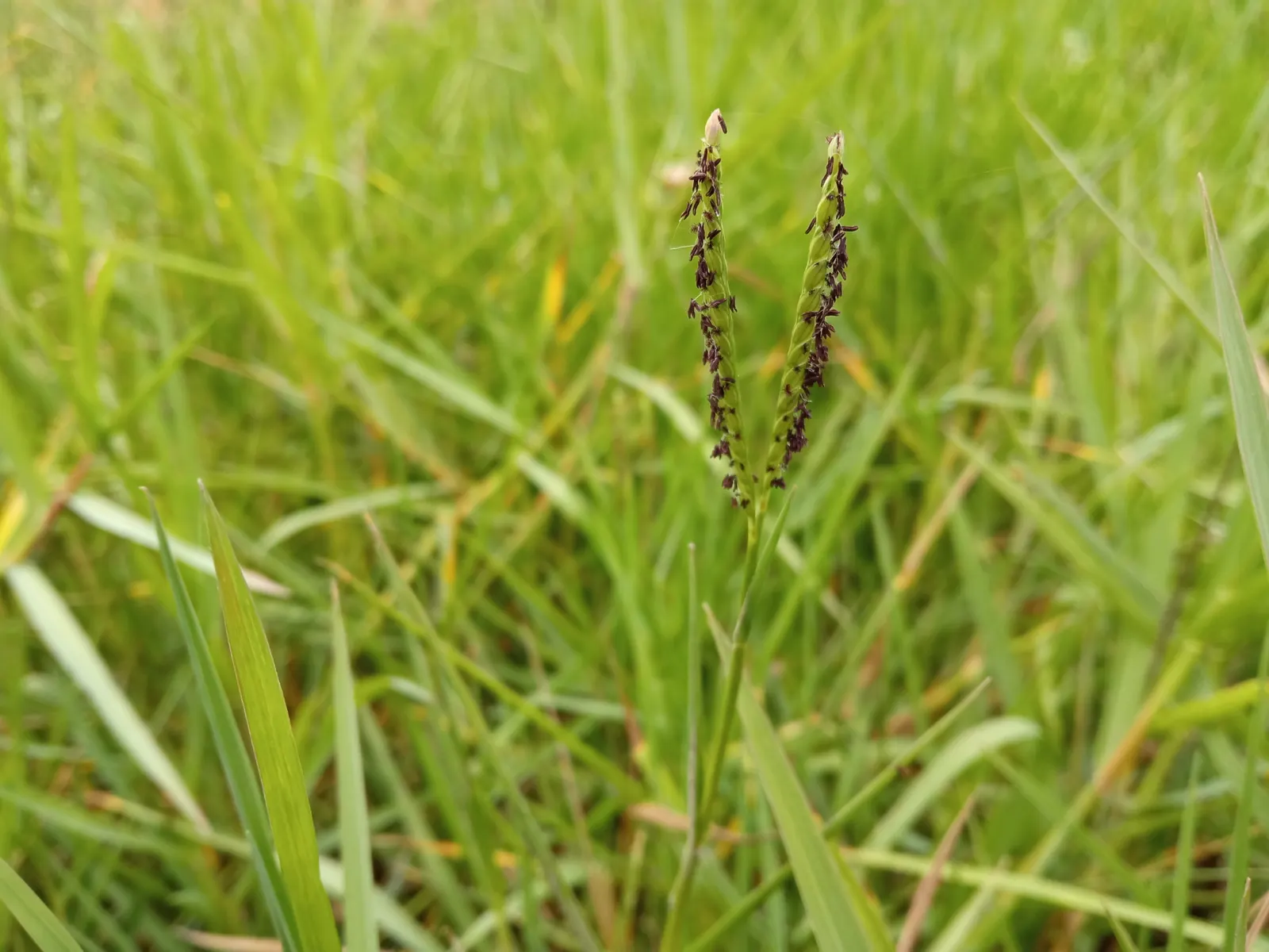 Seashore Paspalum (Paspalum vaginatum) — making it an excellent choice for both aesthetic and practical applications in landscape design; mowing height ranges