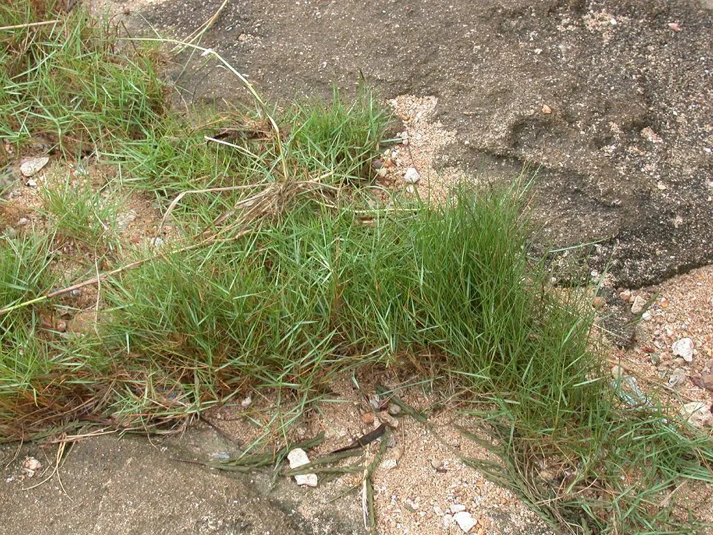 Seashore Paspalum (Paspalum vaginatum) — Mowing height ranges from 1 to 3 inches, making it versatile for diverse landscaping designs; uniform sward with a