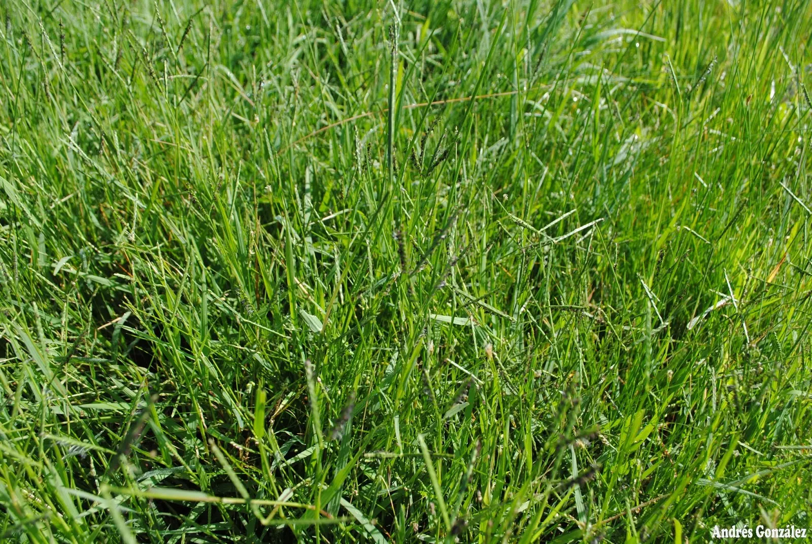 Seashore Paspalum (Paspalum vaginatum) — this species can be mowed to a height as low as 0.5 inches for a more manicured appearance, image 41