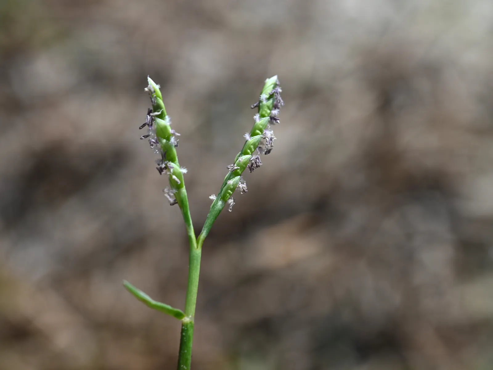 Seashore Paspalum (Paspalum vaginatum) — scientifically referred to as Paspalum vaginatum; moderate watering helps maintain its vibrant character