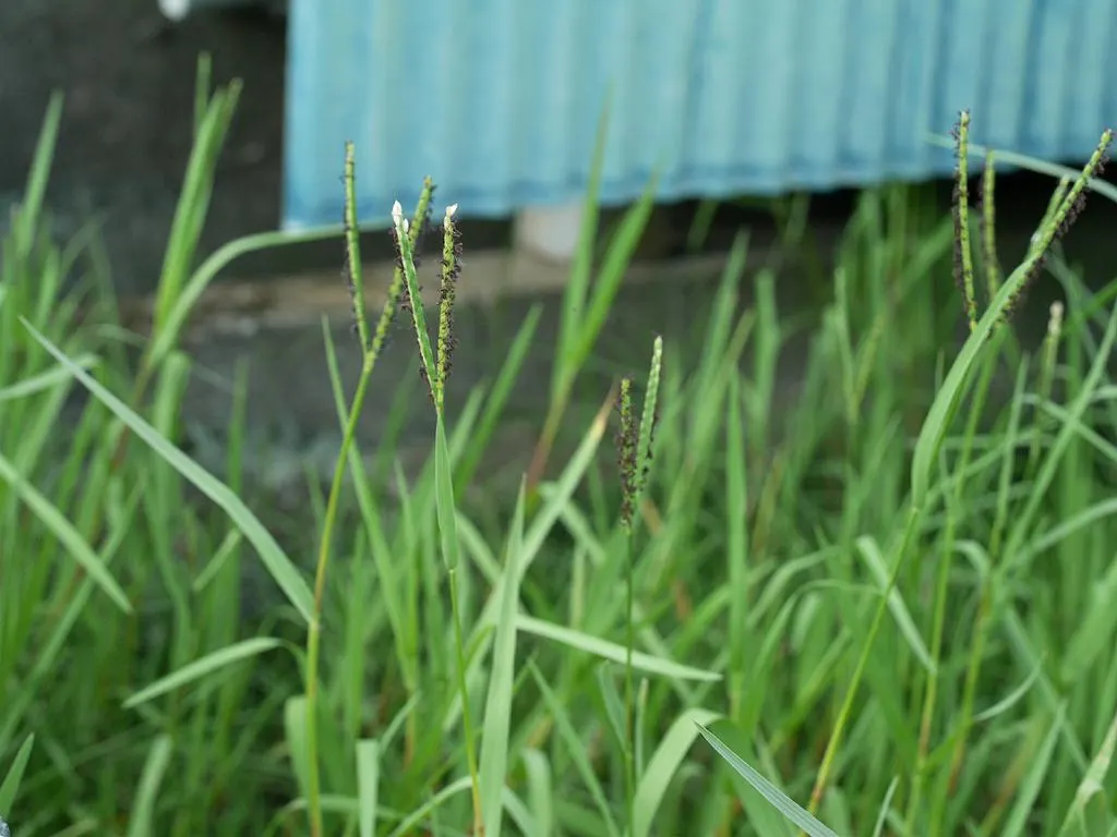 Seashore Paspalum (Paspalum vaginatum) — Typically maintained at a height of about 1 to 2 inches; scientifically referred to as Paspalum vaginatum