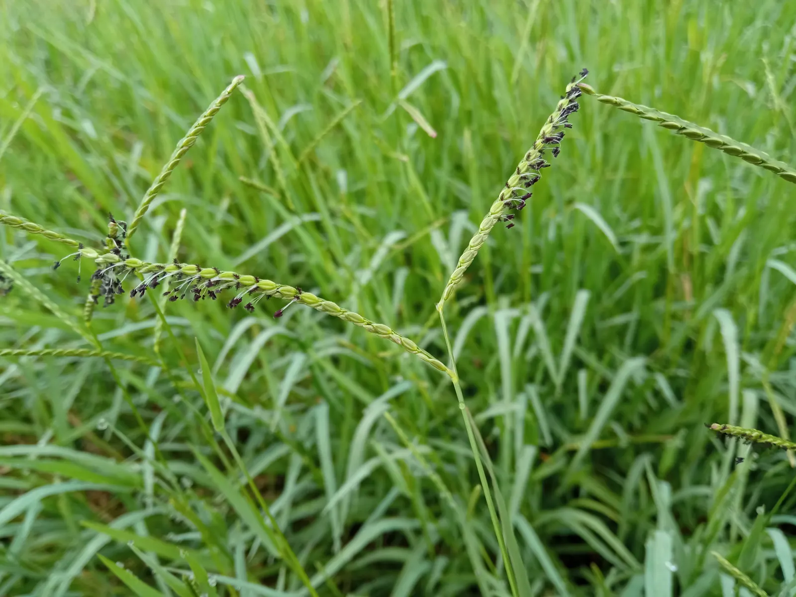 Seashore Paspalum (Paspalum vaginatum) — Seashore Paspalum (Paspalum vaginatum) is a salt-tolerant; tolerant to full sun and light shade