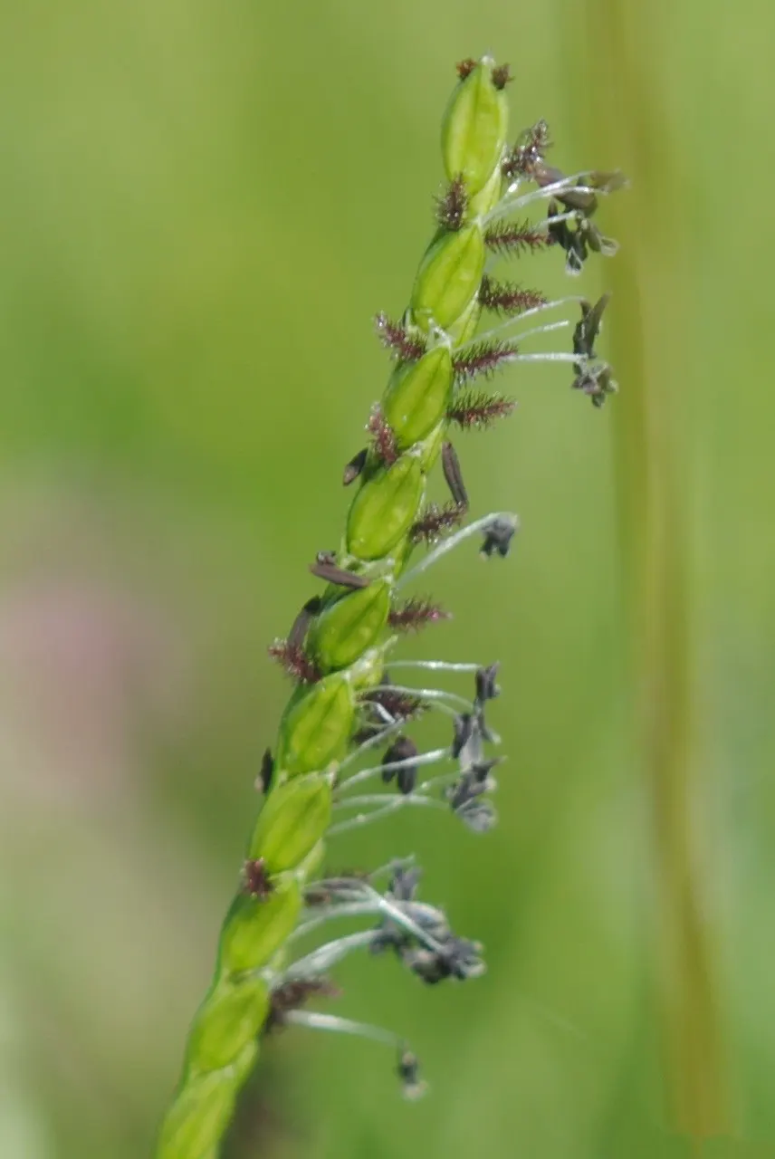 Seashore Paspalum (Paspalum vaginatum) — combined with its visual appeal