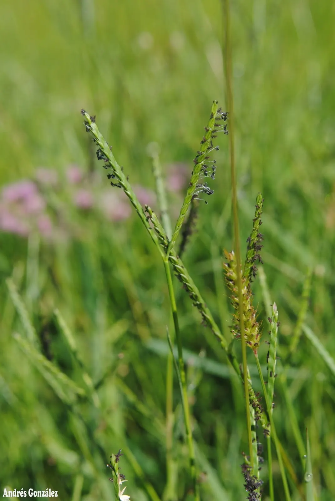 Seashore Paspalum (Paspalum vaginatum) — uniform sward with a rich green hue that provides a striking ground cover or lawn option