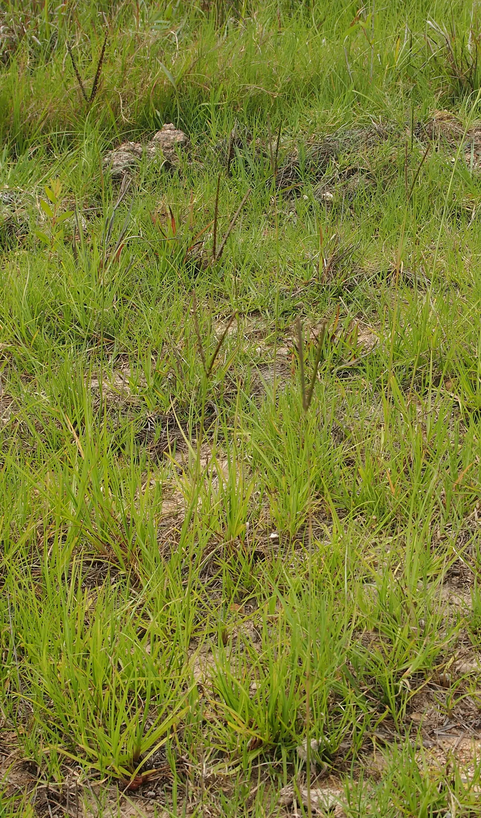 Seashore Paspalum (Paspalum vaginatum) — It forms a dense, fine-textured lawn with blades about 1/8 inch wide and exhibits a rich green hue