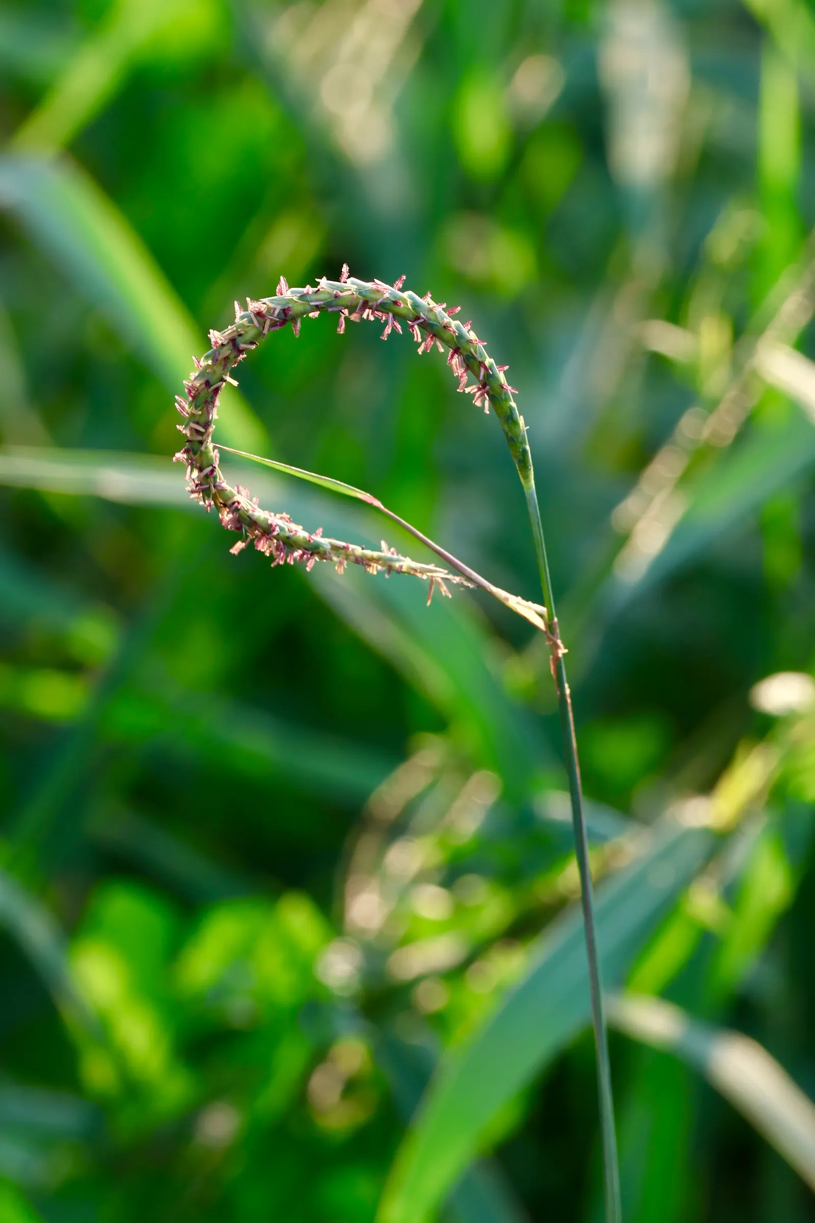 Seashore Paspalum (Paspalum vaginatum) — during establishment and periods of active growth