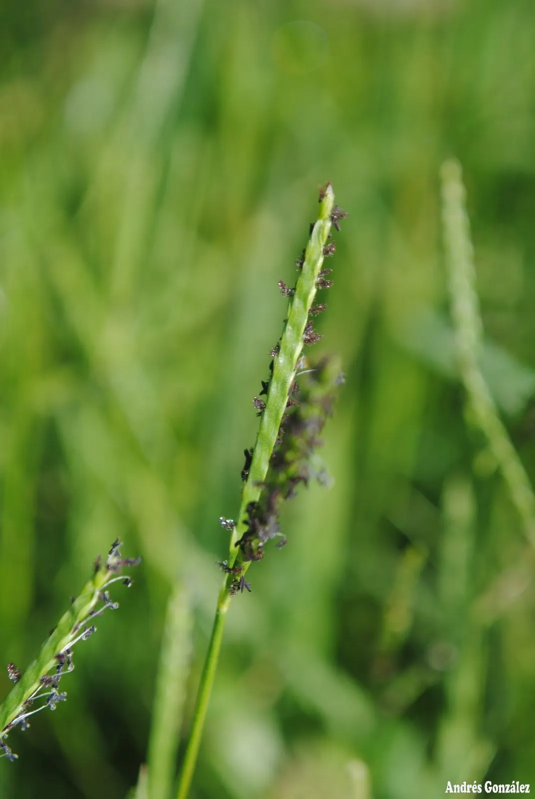 Seashore Paspalum (Paspalum vaginatum) — moderate watering helps maintain its vibrant character; slow-release fertilizer can enhance its robust