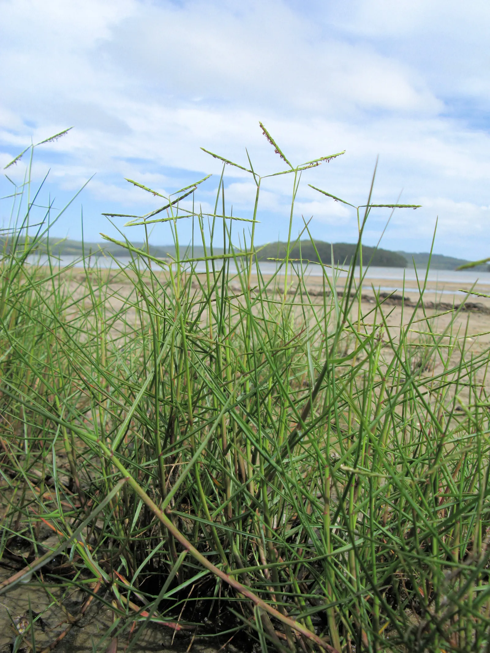 Seashore Paspalum (Paspalum vaginatum) — This versatile turfgrass thrives in a variety of environments but is particularly well-suited to coastal areas
