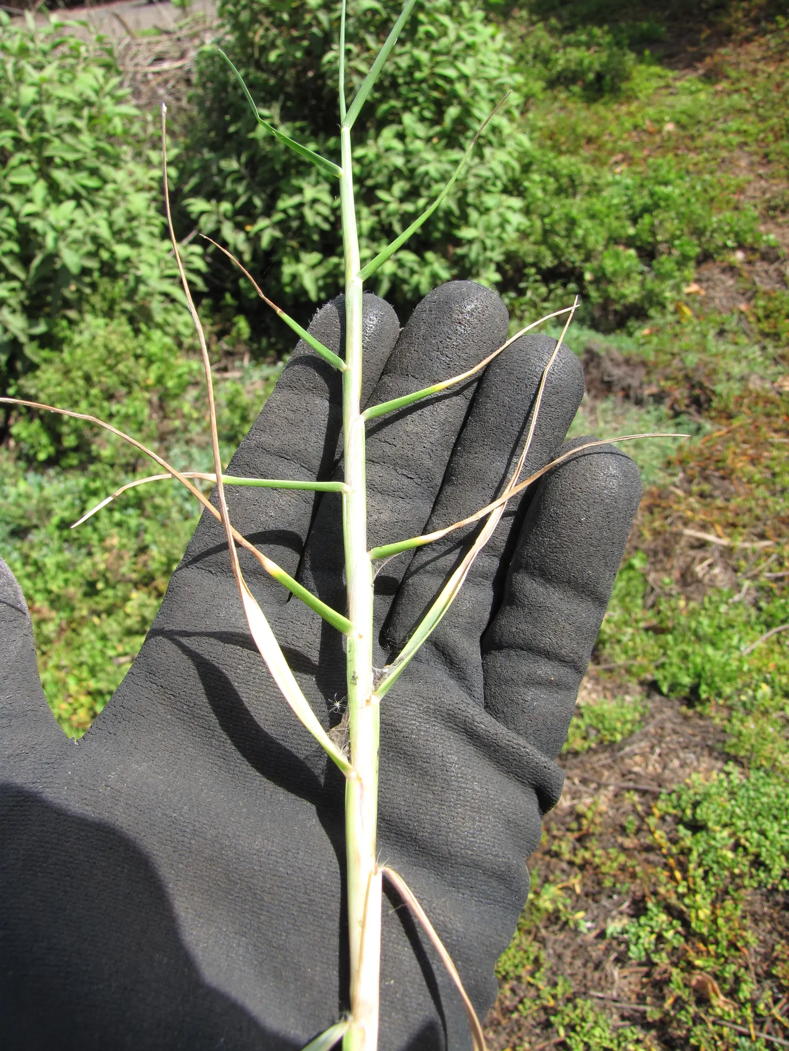 Seashore Paspalum (Paspalum vaginatum) — Seashore Paspalum (Paspalum vaginatum) is a salt-tolerant
