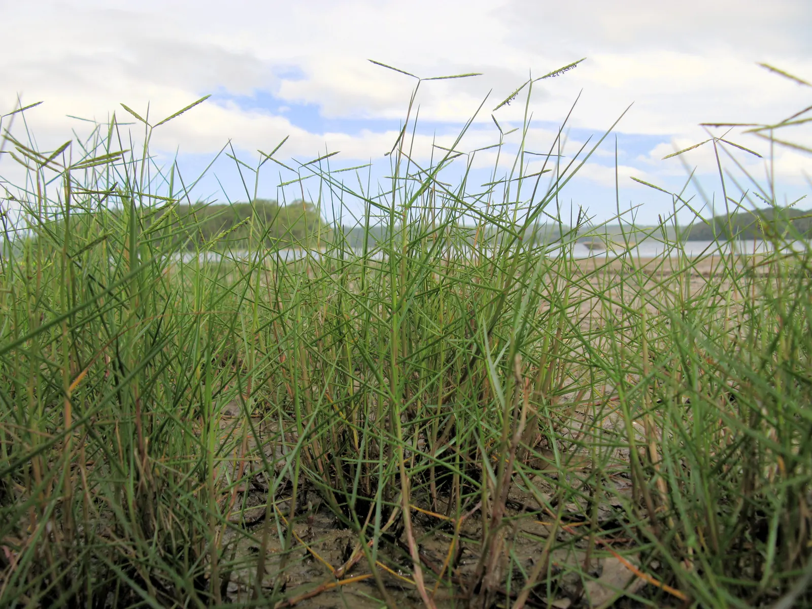 Seashore Paspalum (Paspalum vaginatum) — requiring less irrigation compared to some traditional turf species; is a warm-season perennial grass that offers