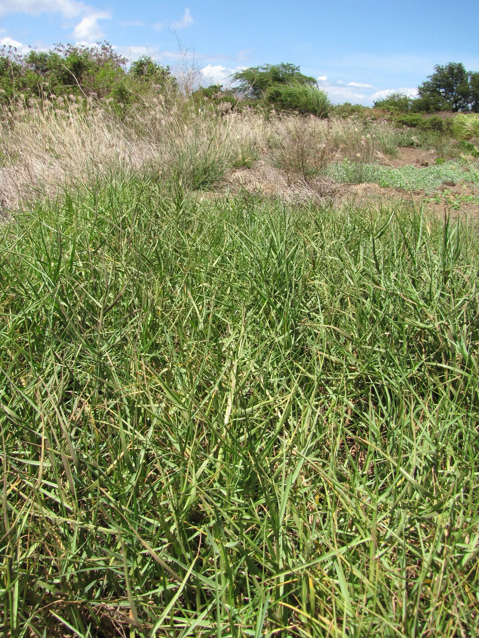Seashore Paspalum (Paspalum vaginatum) — Seashore Paspalum grows into a dense; it also has modest fertility requirements