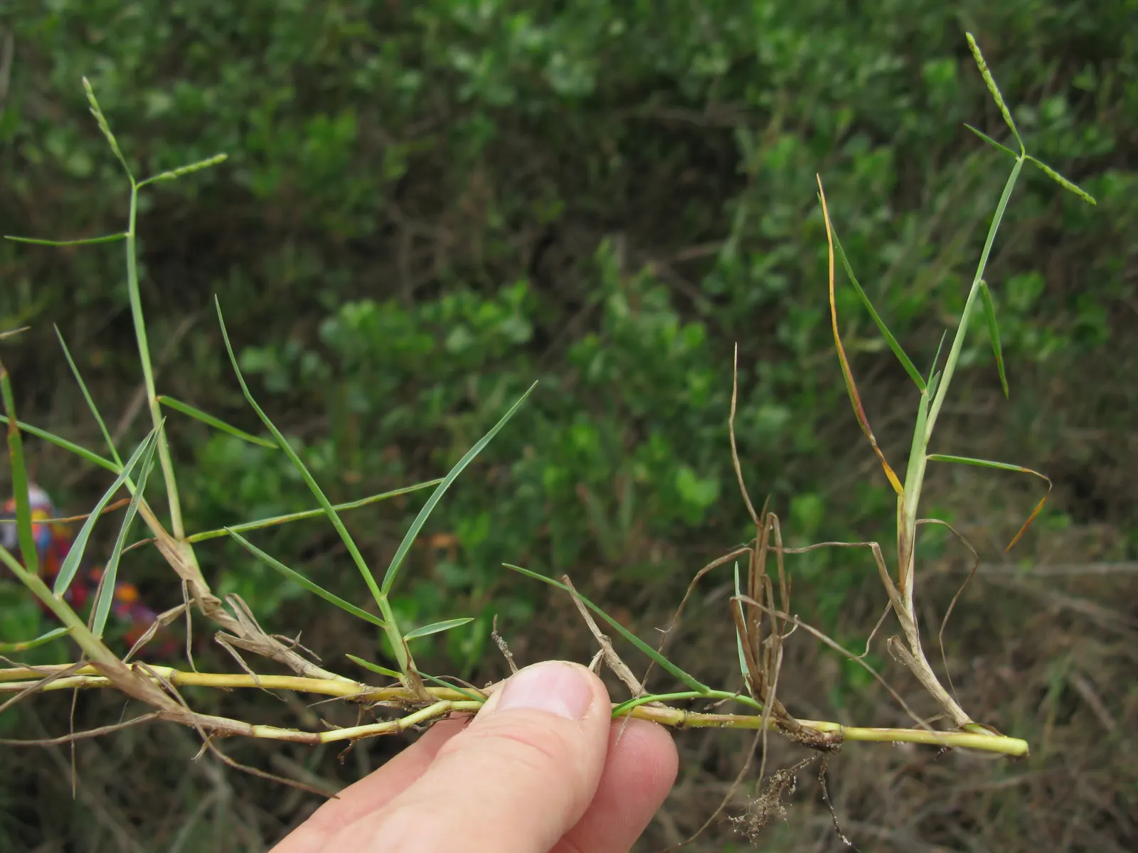 Seashore Paspalum (Paspalum vaginatum) — Seashore Paspalum is a wise selection for both function and form
