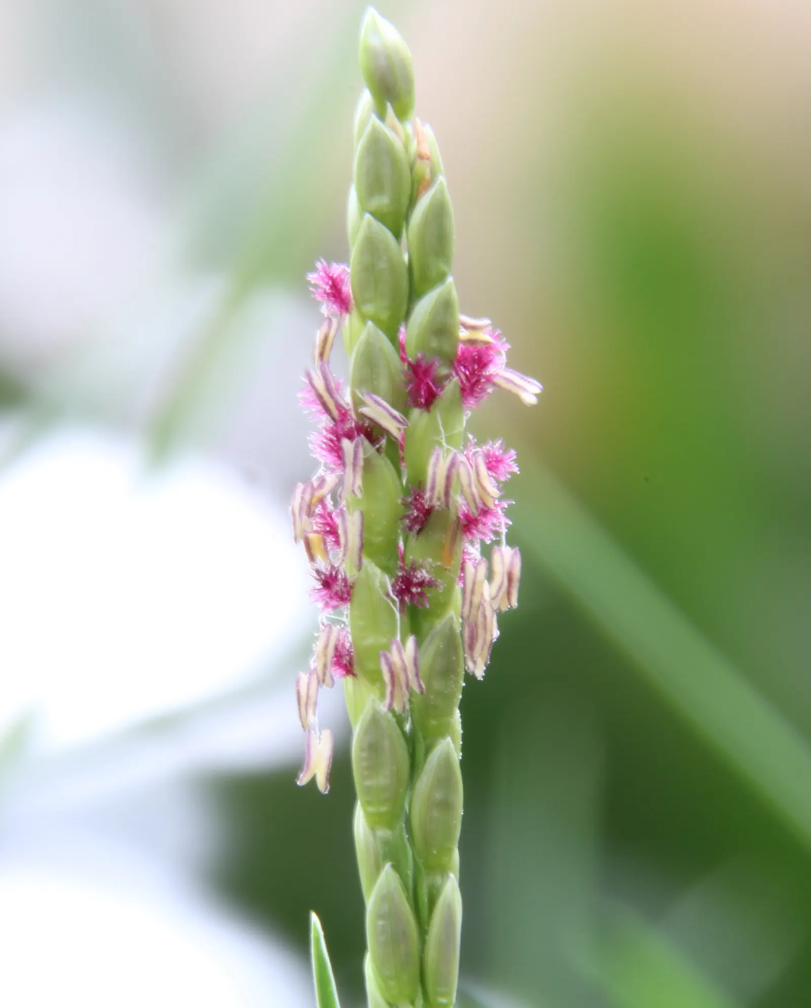 Seashore Paspalum (Paspalum vaginatum) — this species can be mowed to a height as low as 0.5 inches for a more manicured appearance
