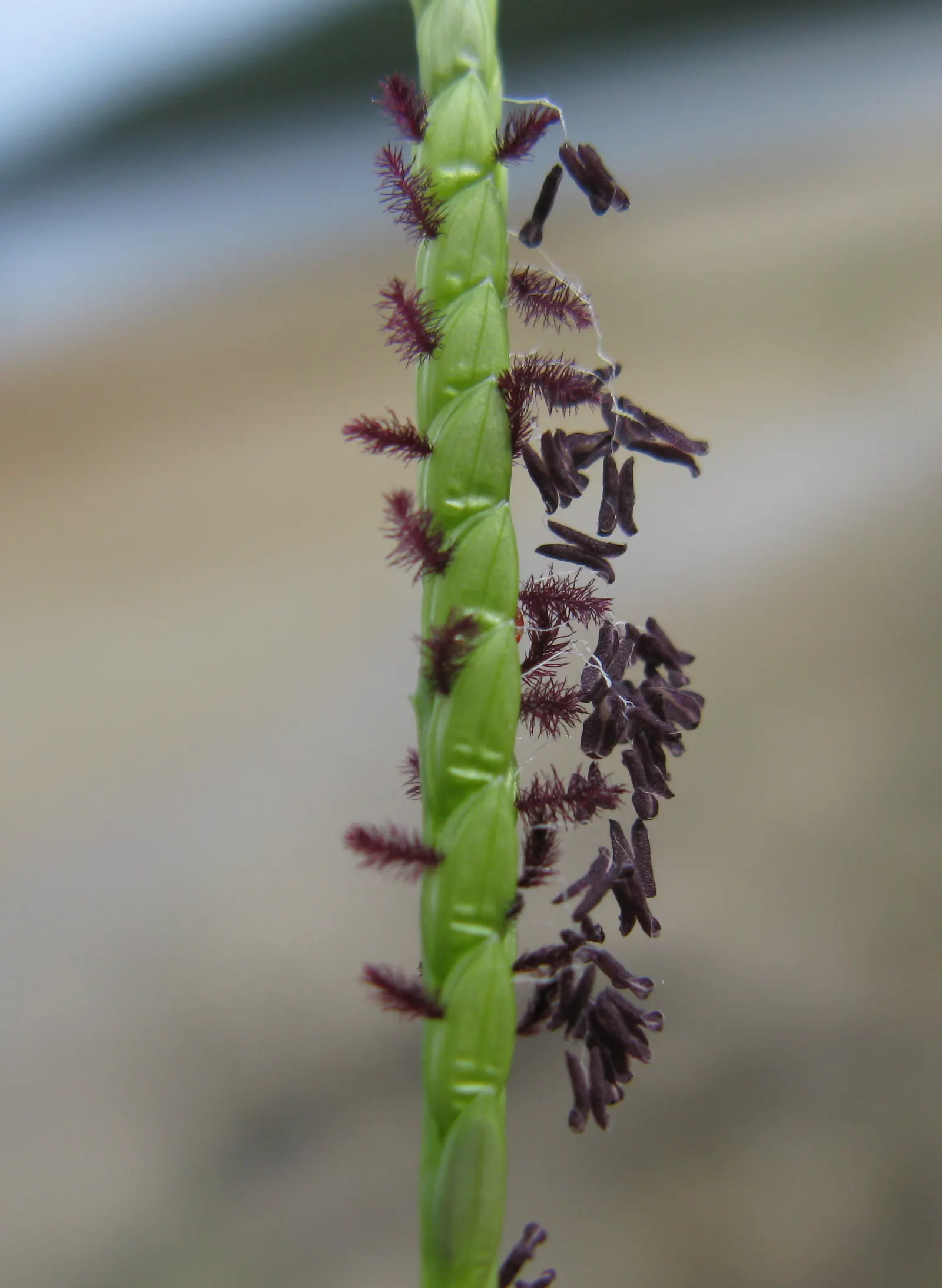 Seashore Paspalum (Paspalum vaginatum) — thriving in coastal landscapes