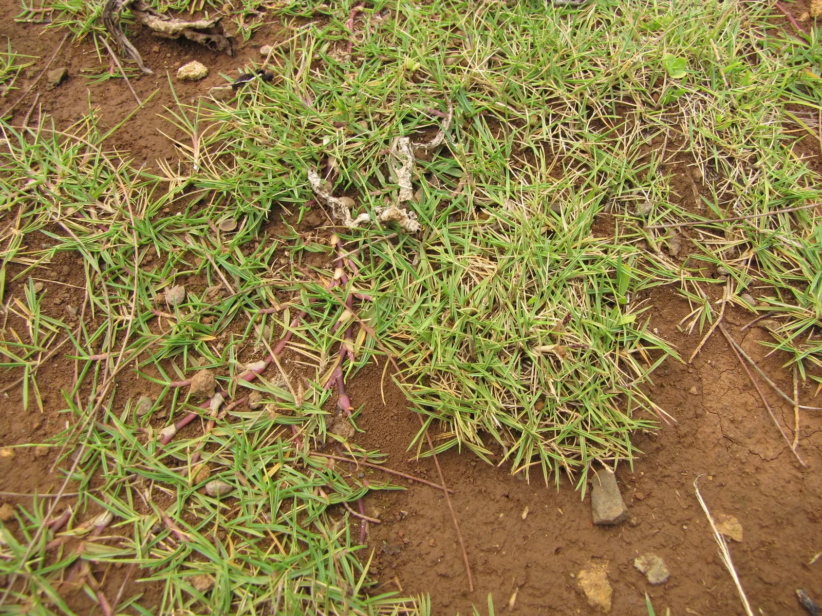 Seashore Paspalum (Paspalum vaginatum) — It forms a dense, fine-textured lawn with blades about 1/8 inch wide and exhibits a rich green hue; during