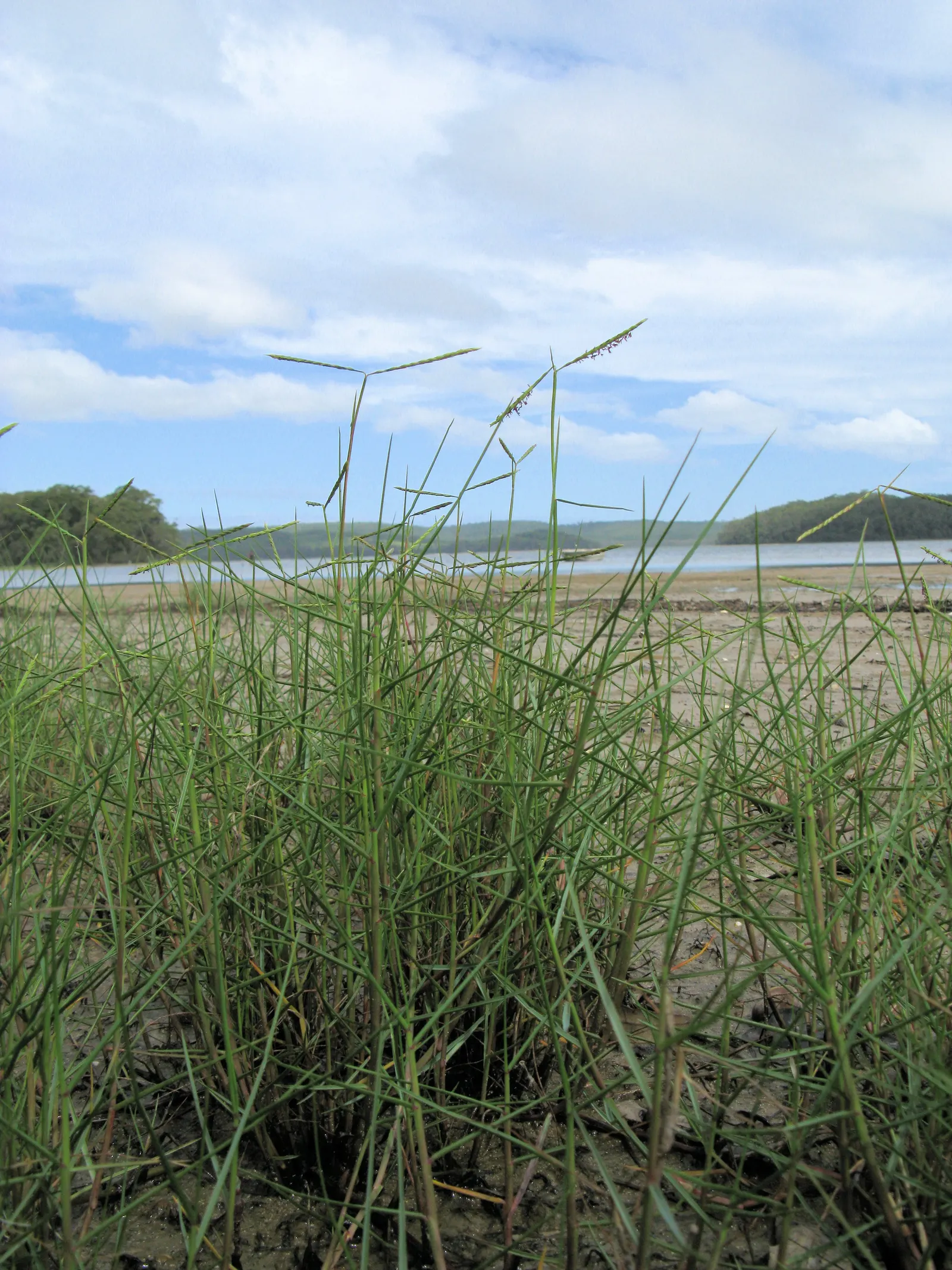 Seashore Paspalum (Paspalum vaginatum) — Tolerant to full sun and light shade