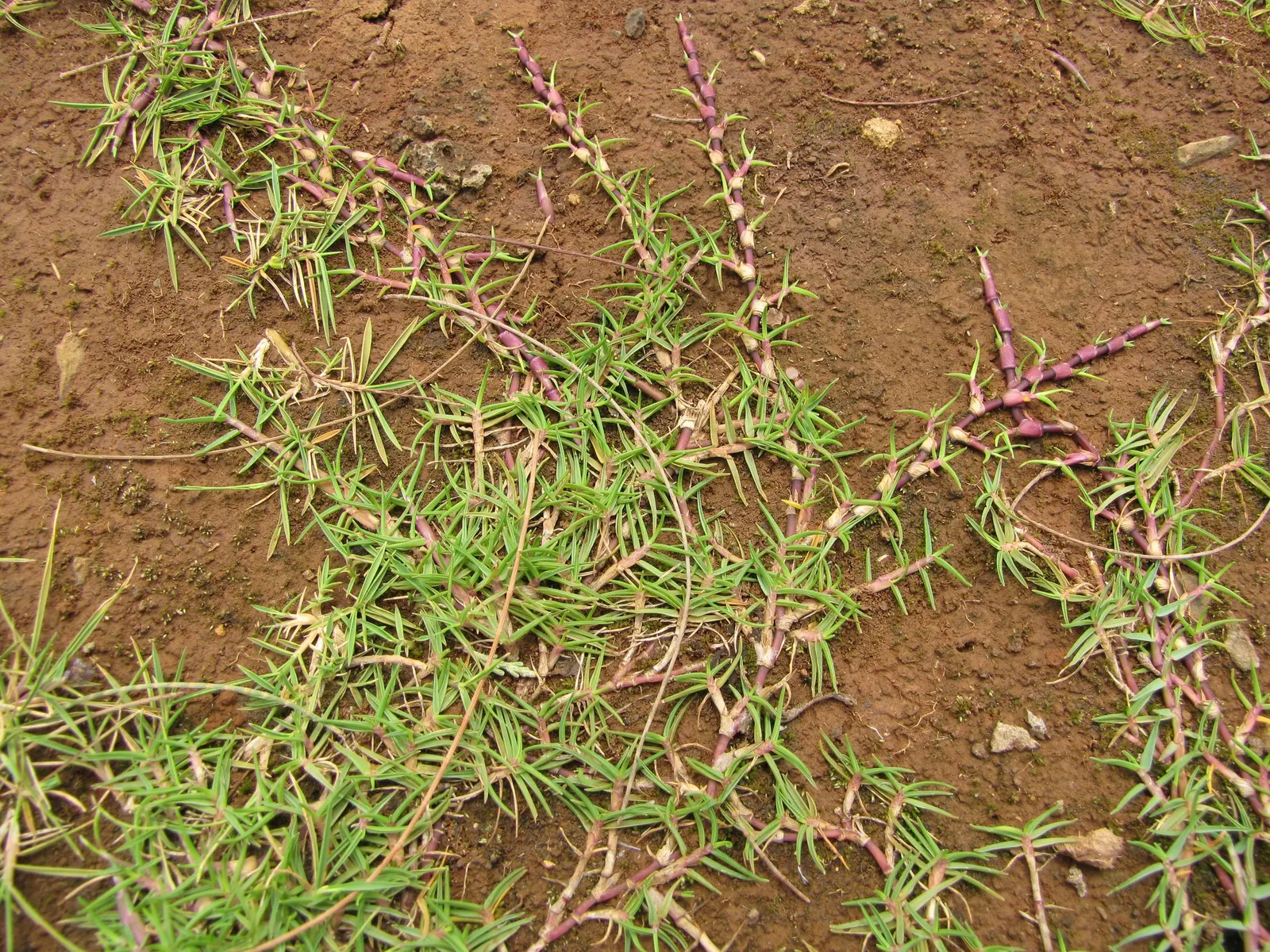 Seashore Paspalum (Paspalum vaginatum) — is a warm-season perennial grass that offers remarkable adaptability and resilience; seashore Paspalum is a wise