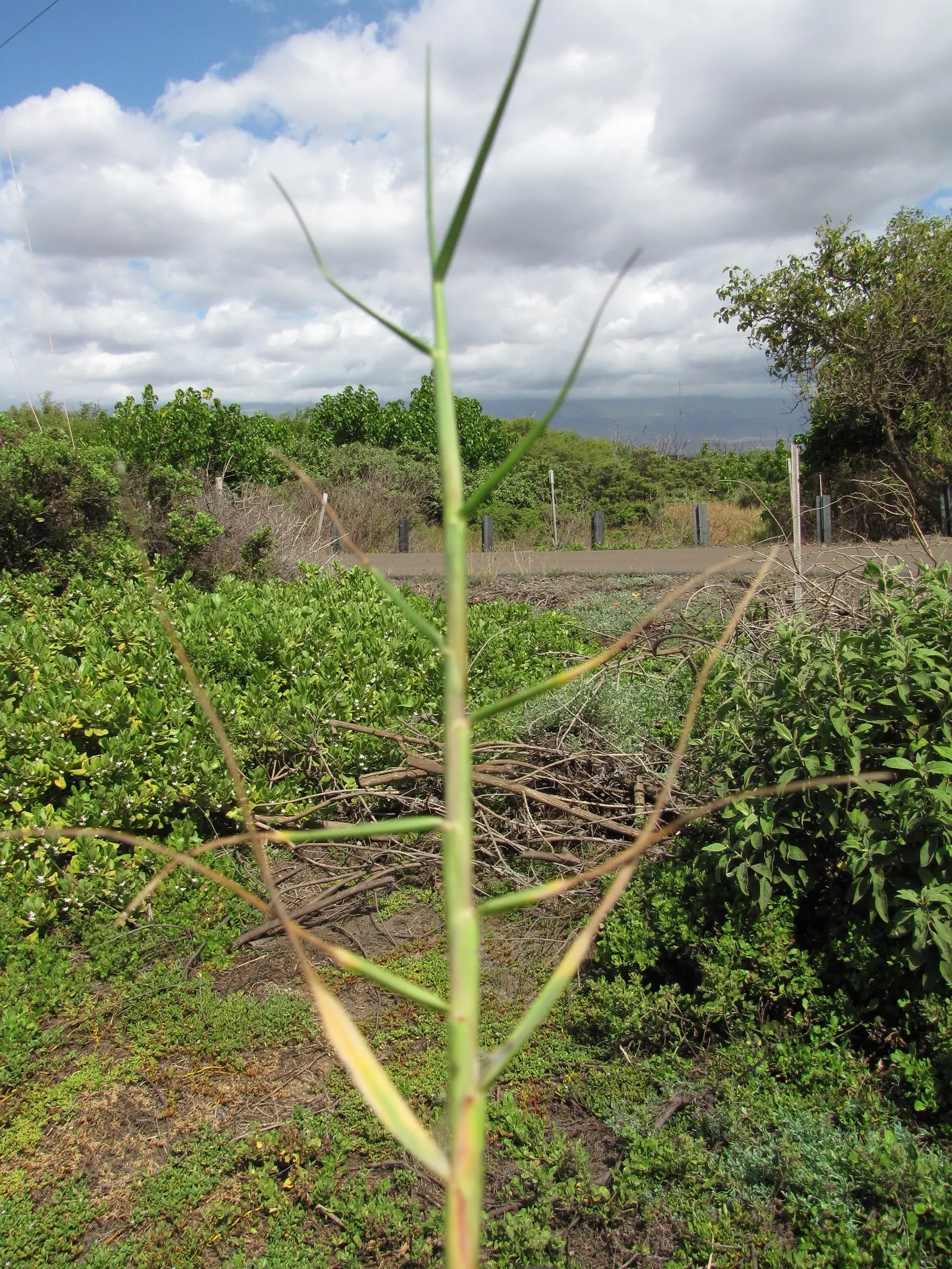 Seashore Paspalum (Paspalum vaginatum) — Typically maintained at a height of about 1 to 2 inches