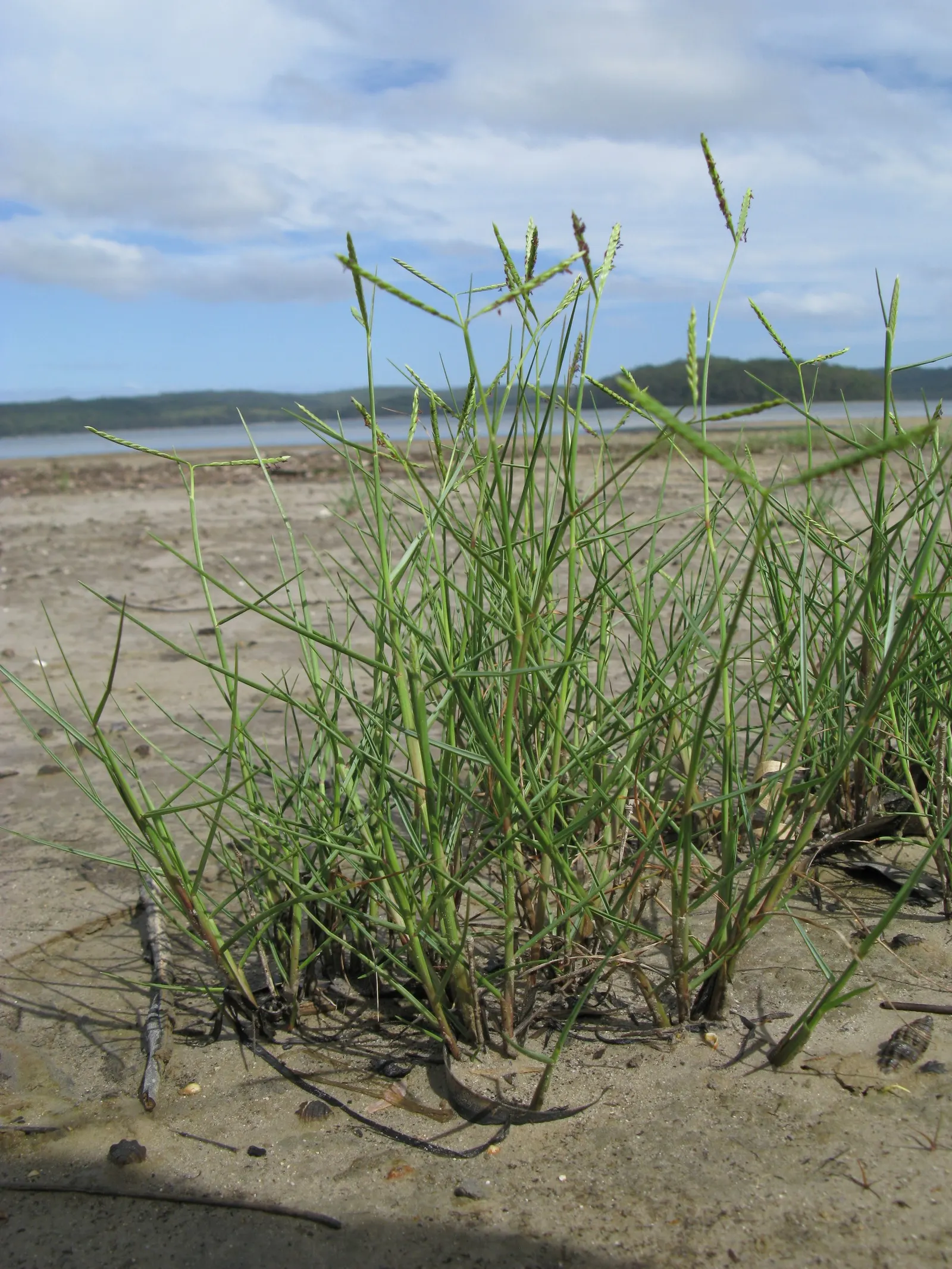 Seashore Paspalum (Paspalum vaginatum) — during establishment and periods of active growth; if preferred.<br><br>Ideal for zones 7 through 11