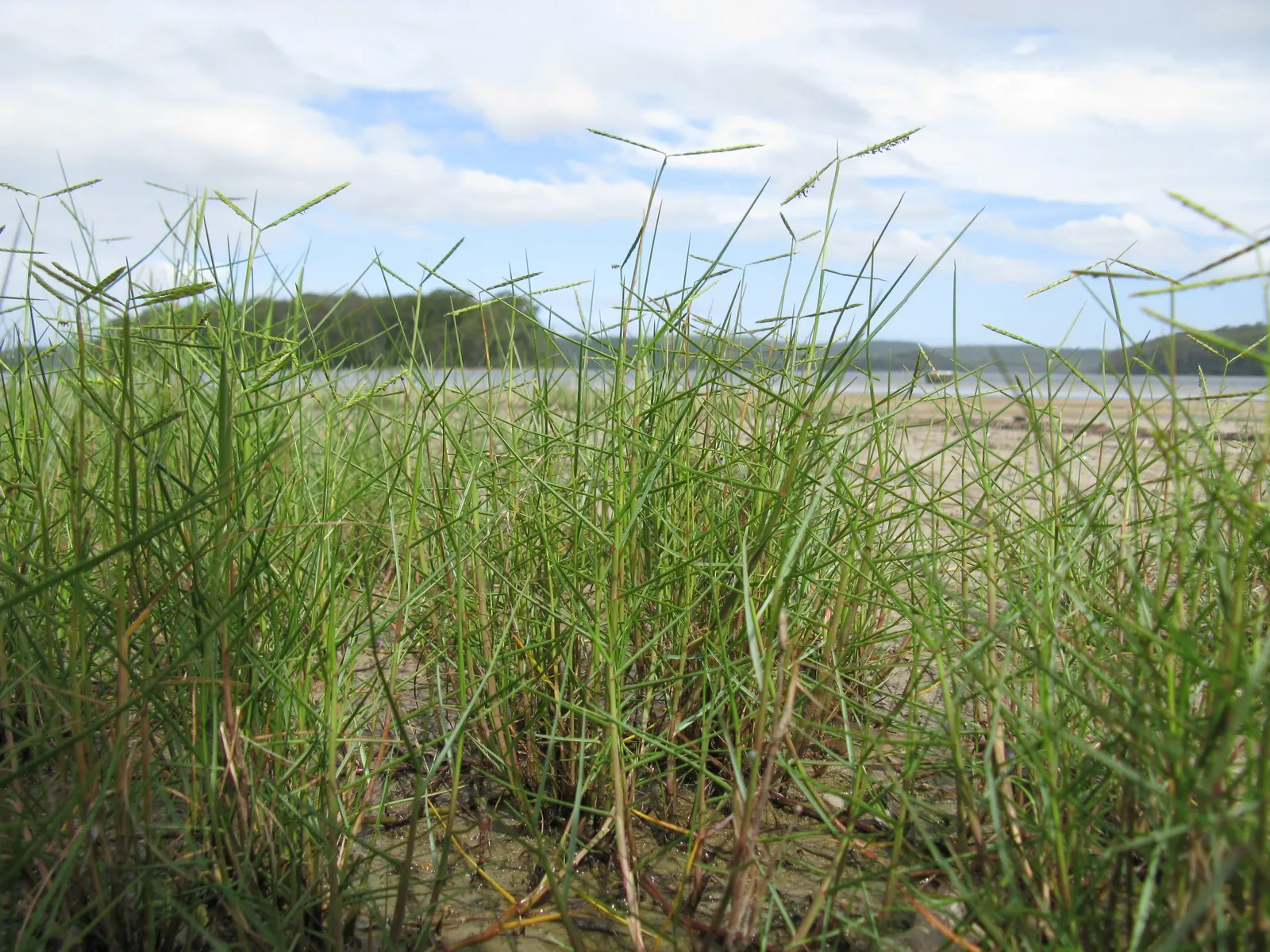 Seashore Paspalum (Paspalum vaginatum) — It also has modest fertility requirements