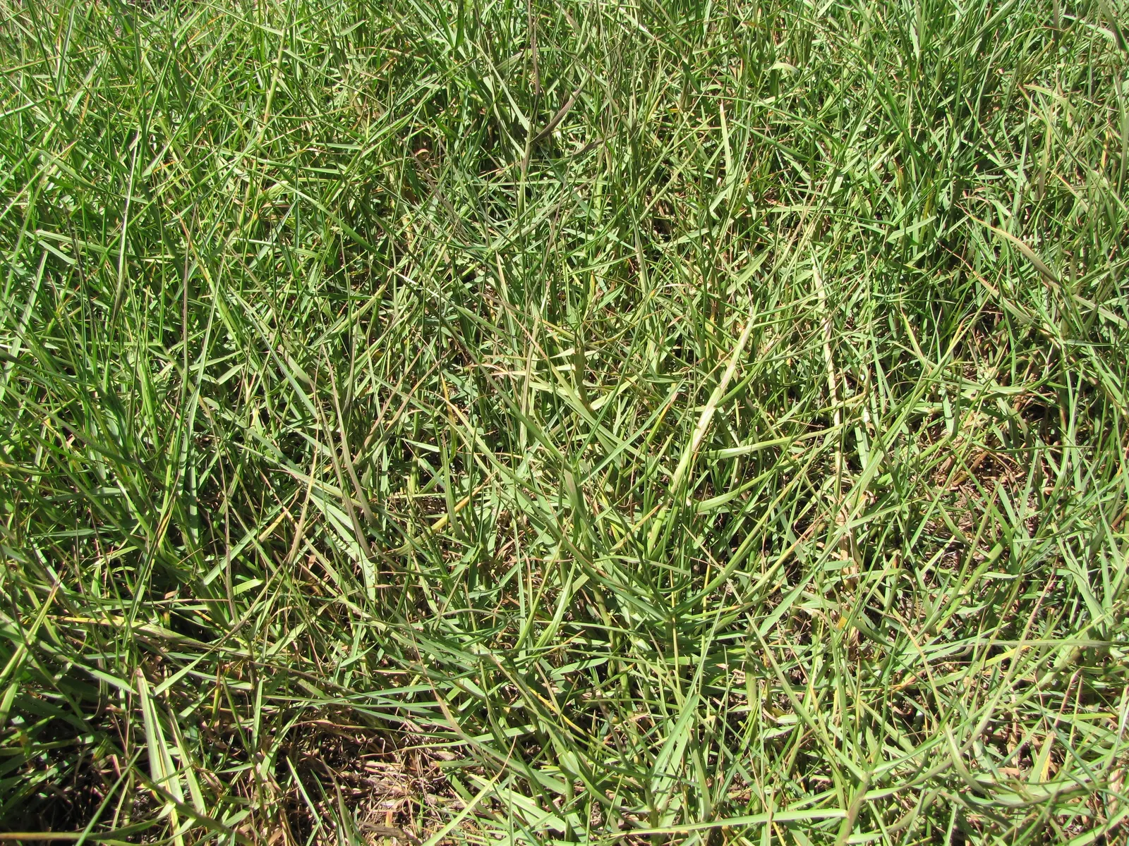 Seashore Paspalum (Paspalum vaginatum) — although applying a balanced