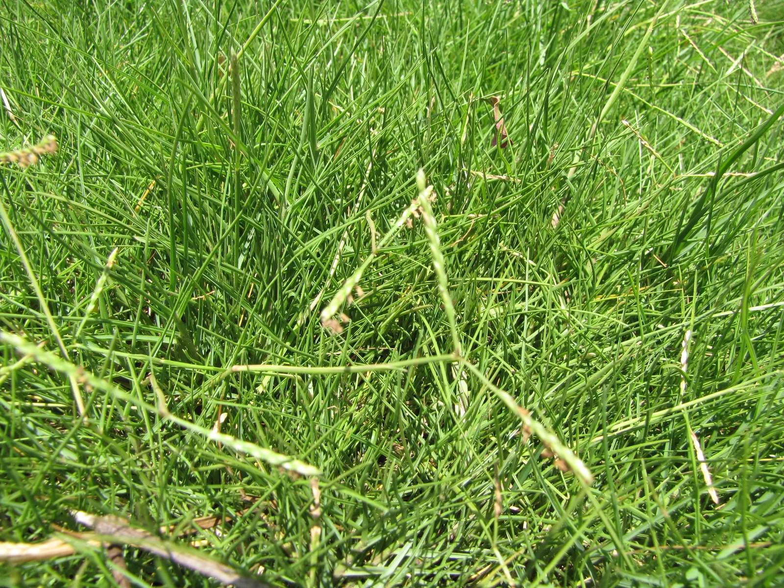 Seashore Paspalum (Paspalum vaginatum) — This versatile turfgrass thrives in a variety of environments but is particularly well-suited to coastal, image 37