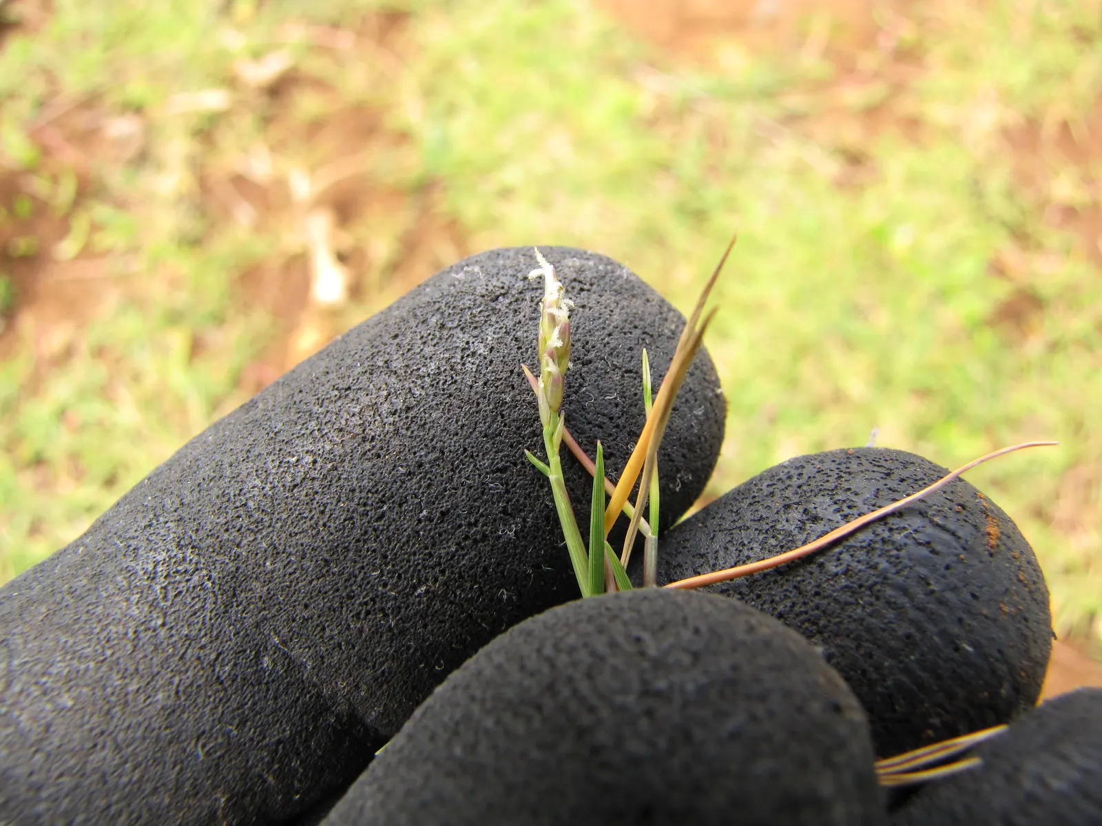 Seashore Paspalum (Paspalum vaginatum) — Seashore Paspalum demonstrates superior resistance to drought once established