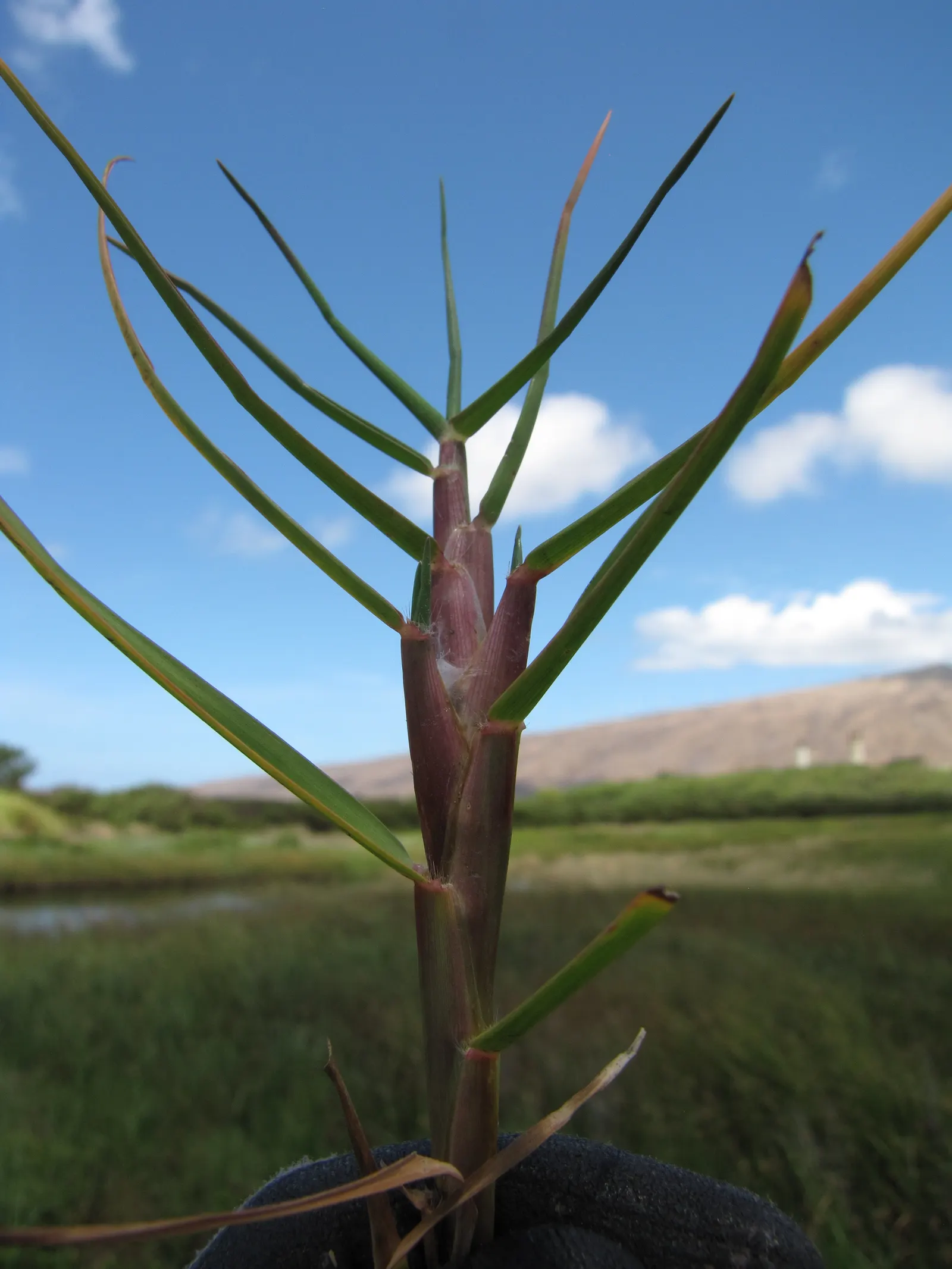 Seashore Paspalum (Paspalum vaginatum) — and golf courses seeking a sustainable yet sophisticated grass option
