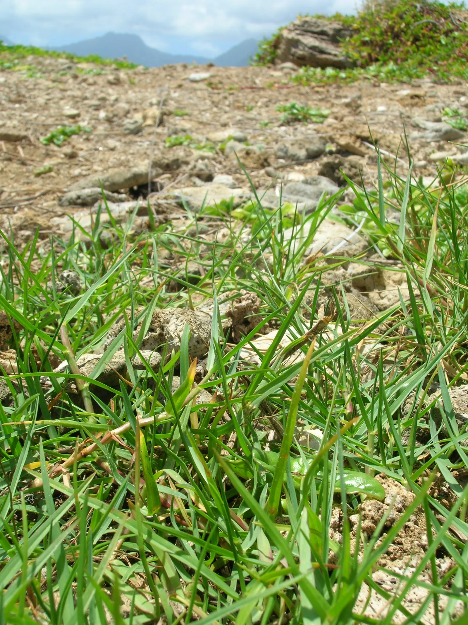Seashore Paspalum (Paspalum vaginatum) — requiring less irrigation compared to some traditional turf species