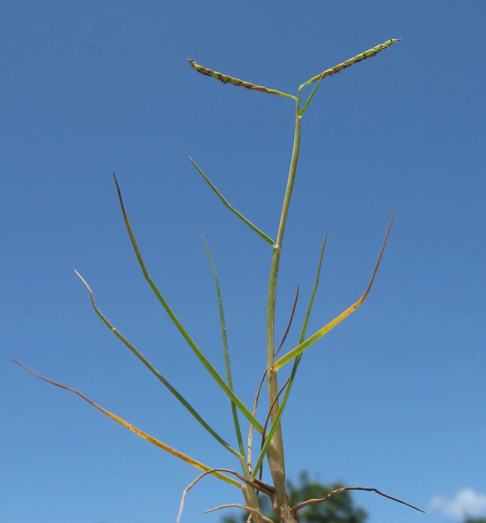 Seashore Paspalum (Paspalum vaginatum) — thriving in coastal landscapes; seashore Paspalum grows into a dense