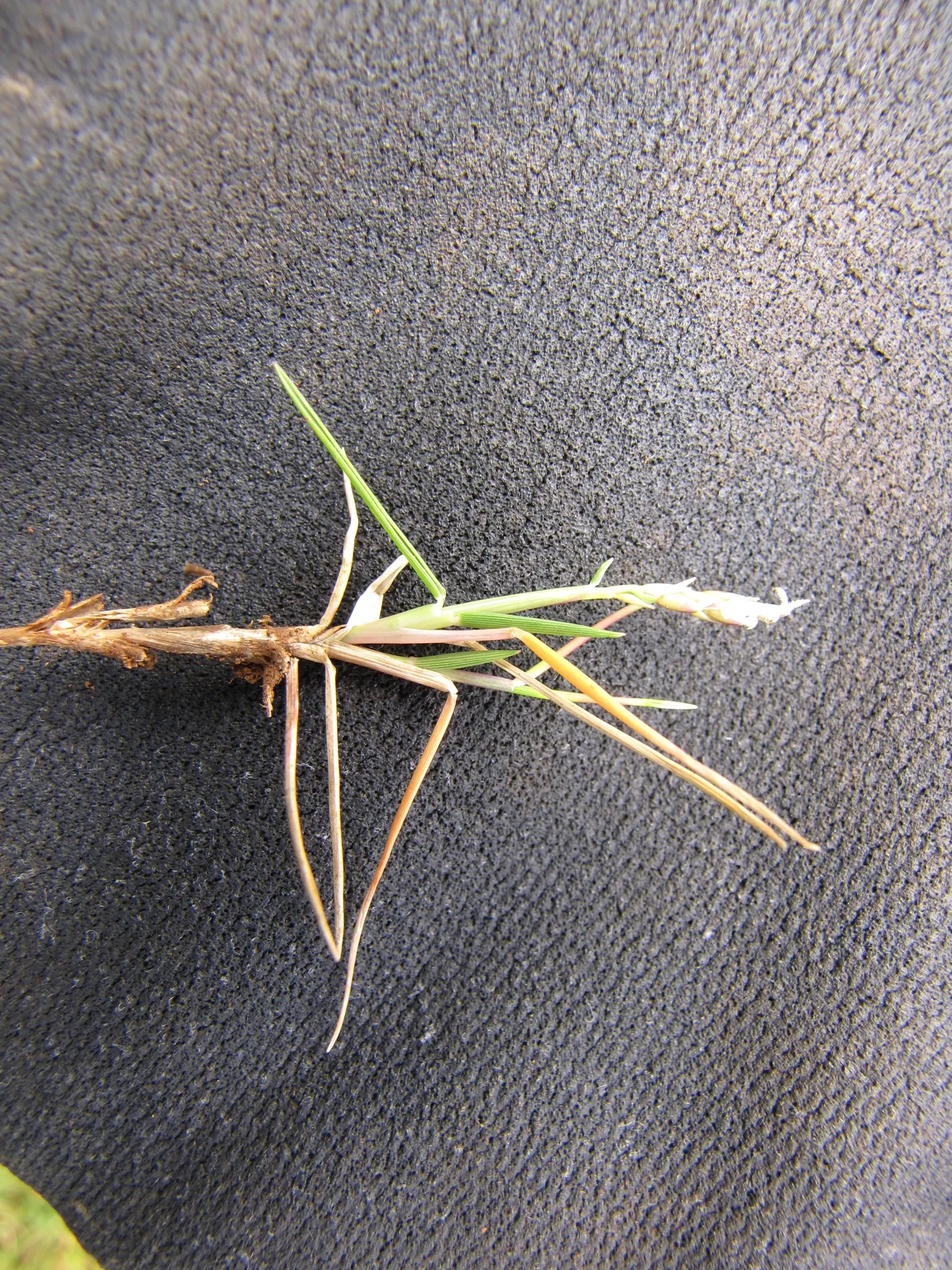 Seashore Paspalum (Paspalum vaginatum) — Seashore Paspalum grows into a dense