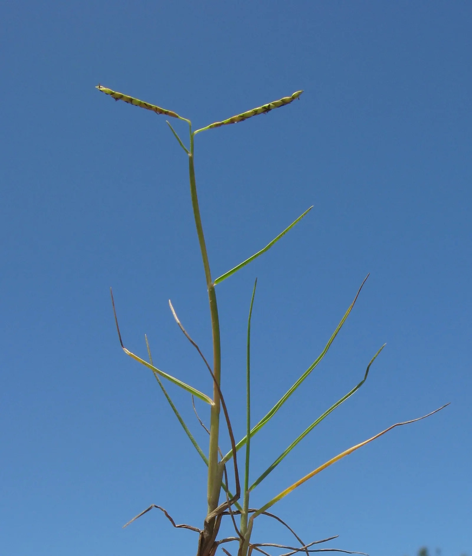 Seashore Paspalum (Paspalum vaginatum) — if preferred.<br><br>Ideal for zones 7 through 11