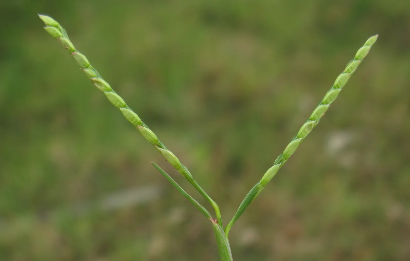 Seashore Paspalum (Paspalum vaginatum) — Seashore Paspalum demonstrates superior resistance to drought once established; seashore Paspalum (Paspalum vaginatum)