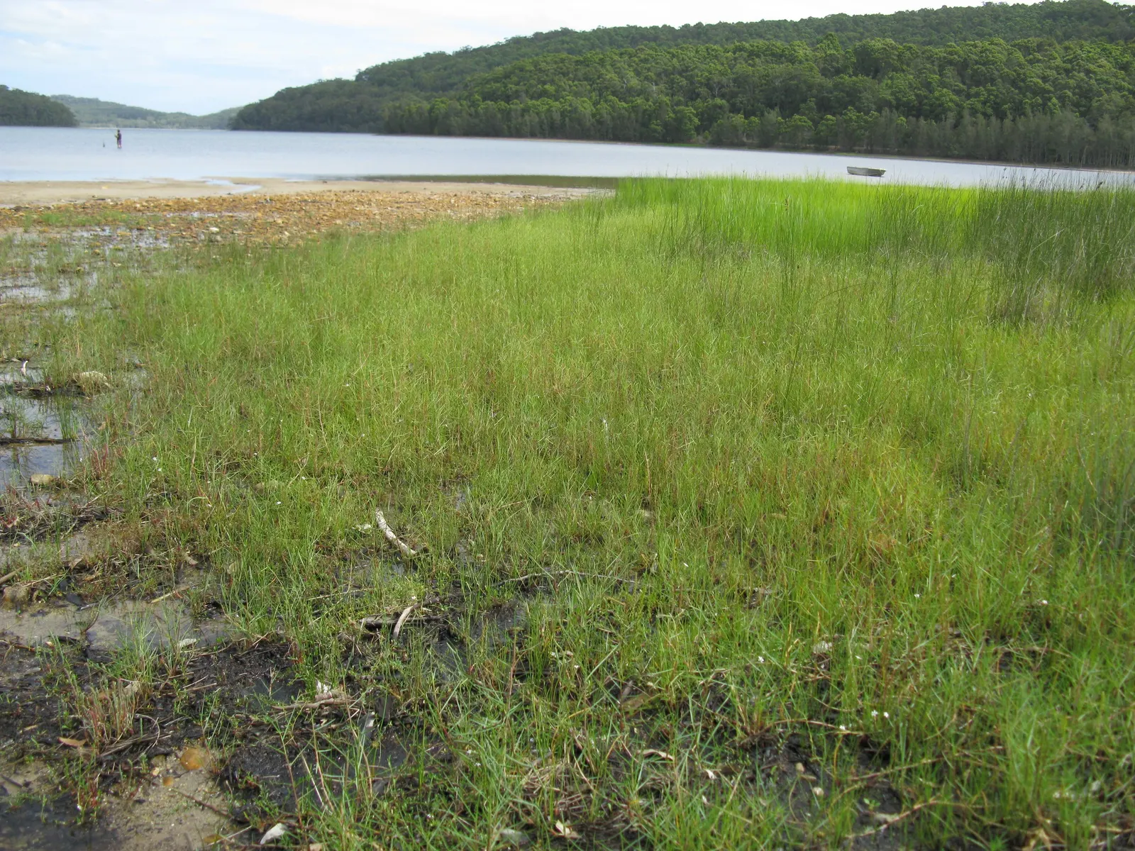 Seashore Paspalum (Paspalum vaginatum) — this grass appreciates irrigation with freshwater for optimal growth but can withstand periodic drought