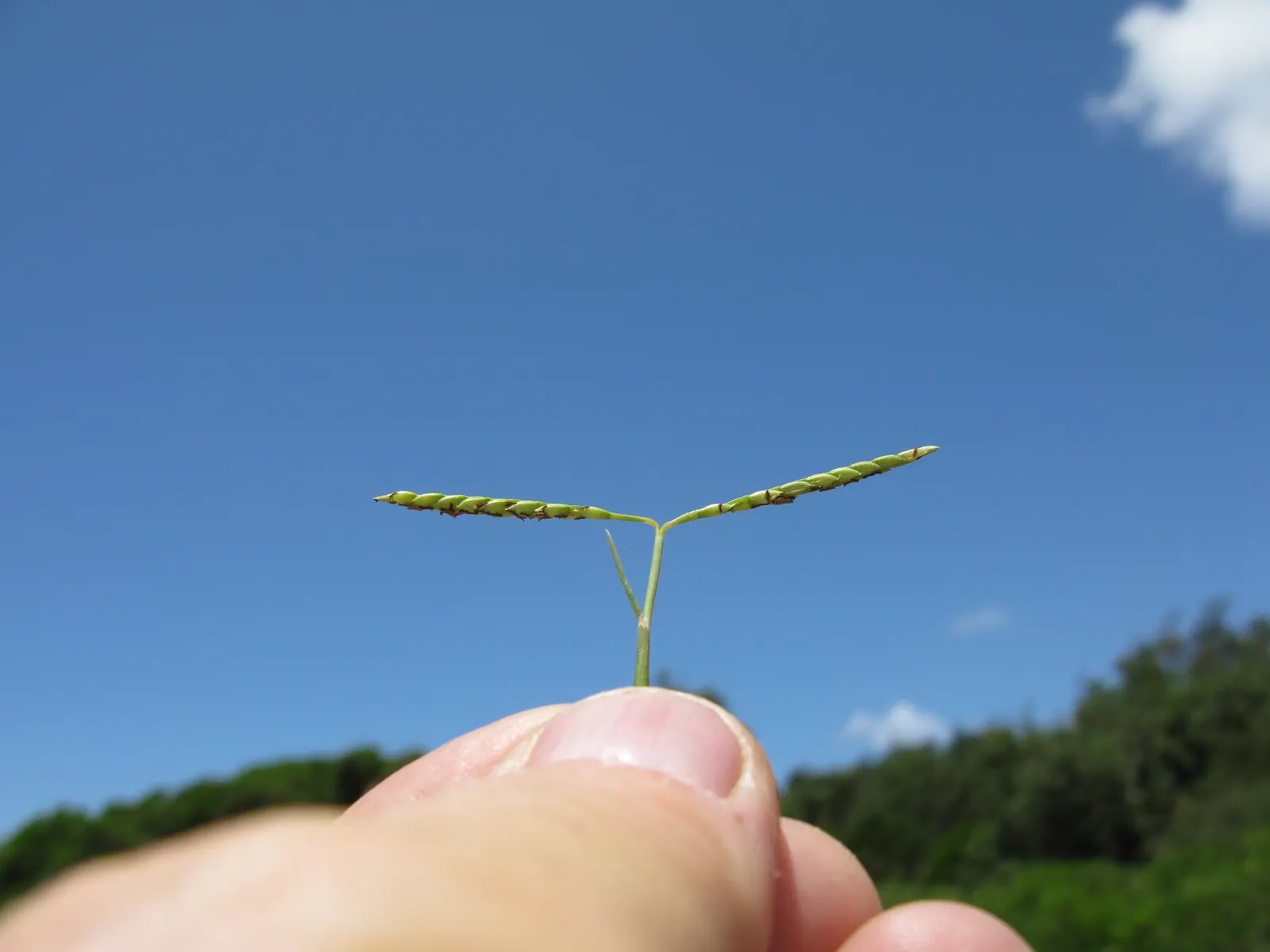 Seashore Paspalum (Paspalum vaginatum) — this grass appreciates irrigation with freshwater for optimal growth but can withstand periodic drought, image 32