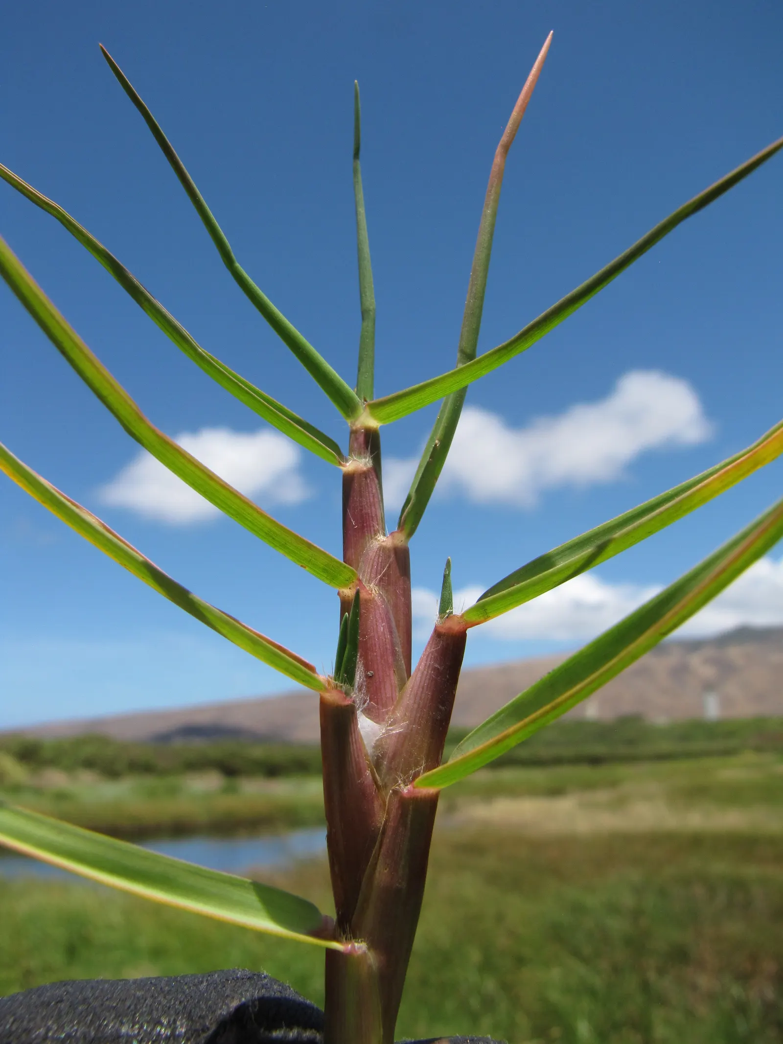 Seashore Paspalum (Paspalum vaginatum) — Mowing height ranges from 1 to 3 inches, making it versatile for diverse landscaping designs