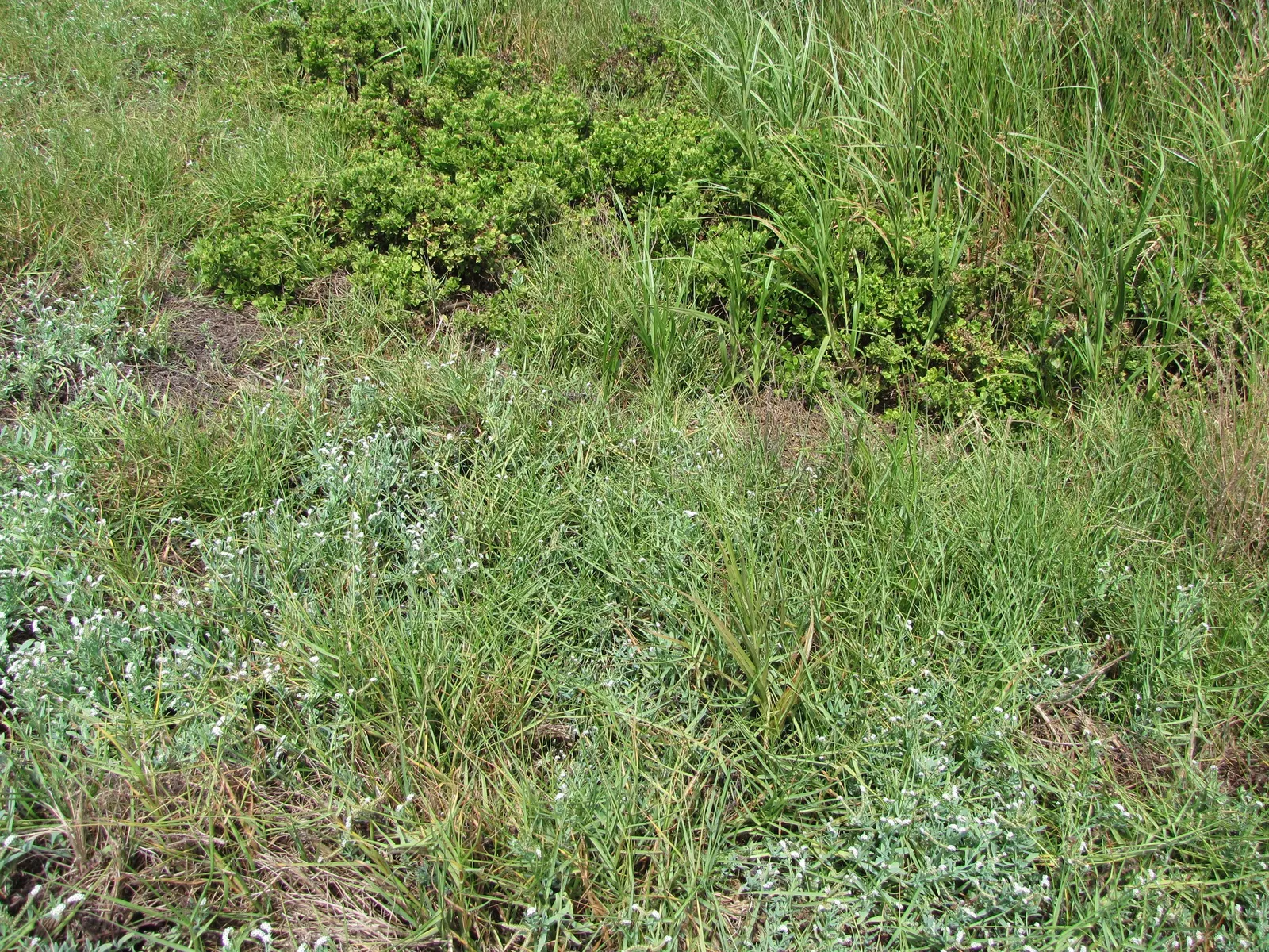 Seashore Paspalum (Paspalum vaginatum) — It also has modest fertility requirements; thriving in coastal landscapes