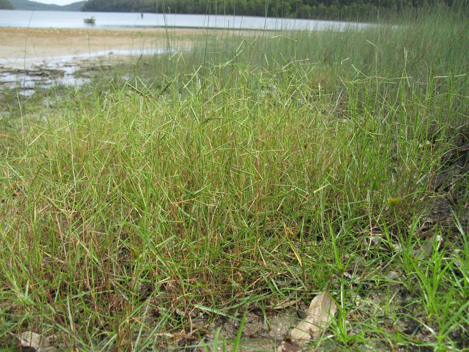 Seashore Paspalum (Paspalum vaginatum) — moderate watering helps maintain its vibrant character