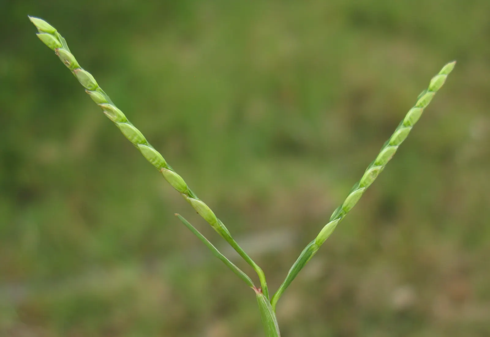 Seashore Paspalum (Paspalum vaginatum) — makes Seashore Paspalum a well-suited choice for residential gardens
