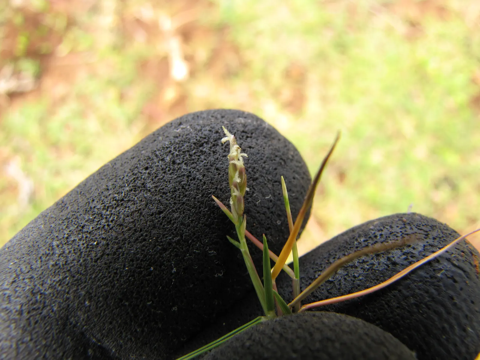Seashore Paspalum (Paspalum vaginatum) — if preferred.<br><br>Ideal for zones 7 through 11; although applying a balanced