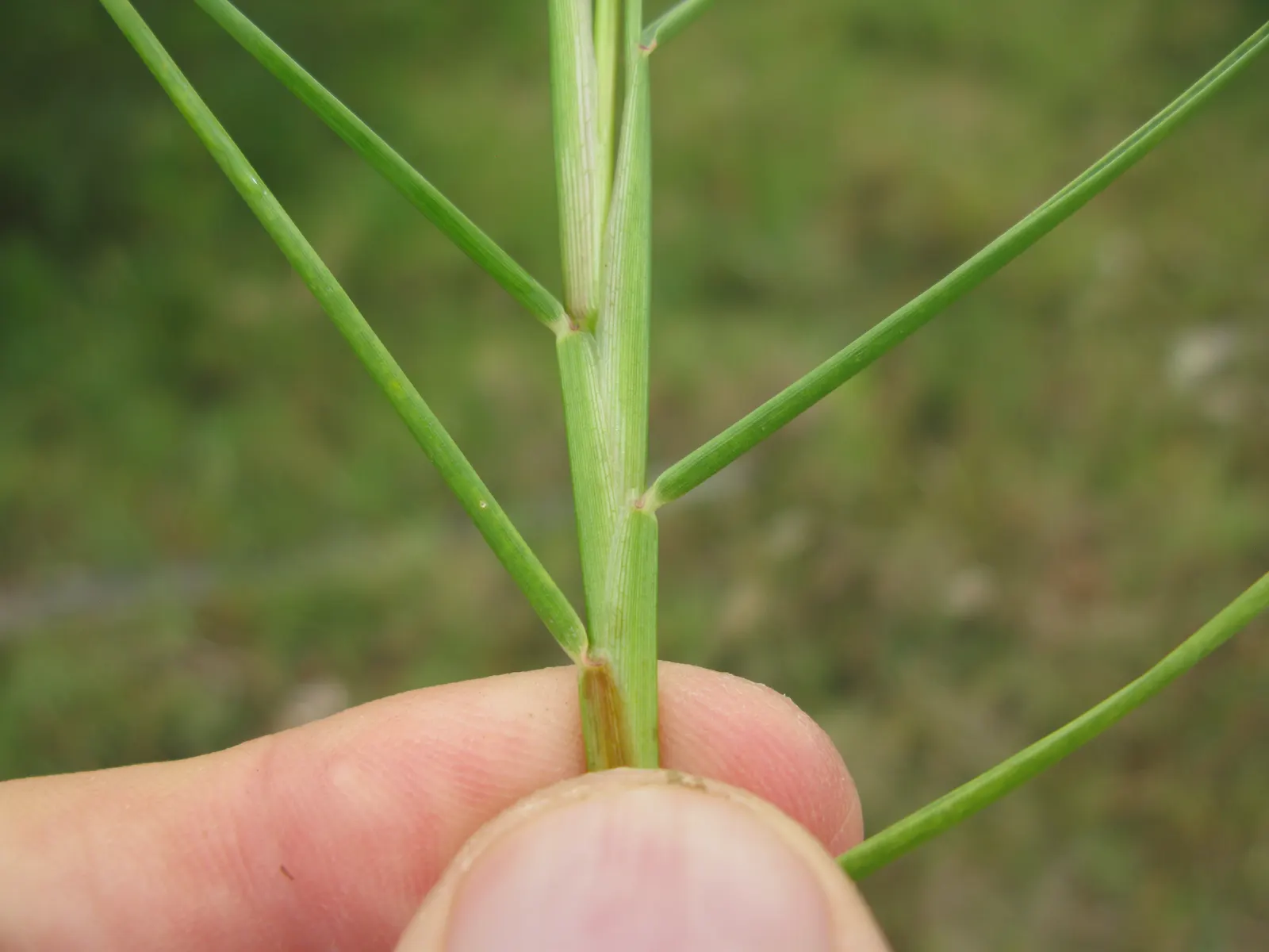 Seashore Paspalum (Paspalum vaginatum) — is a warm-season perennial grass that offers remarkable adaptability and resilience