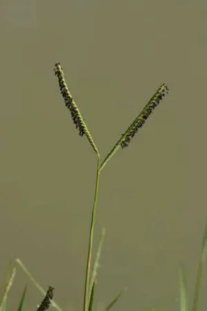 Seashore Paspalum (Paspalum vaginatum) — scientifically referred to as Paspalum vaginatum