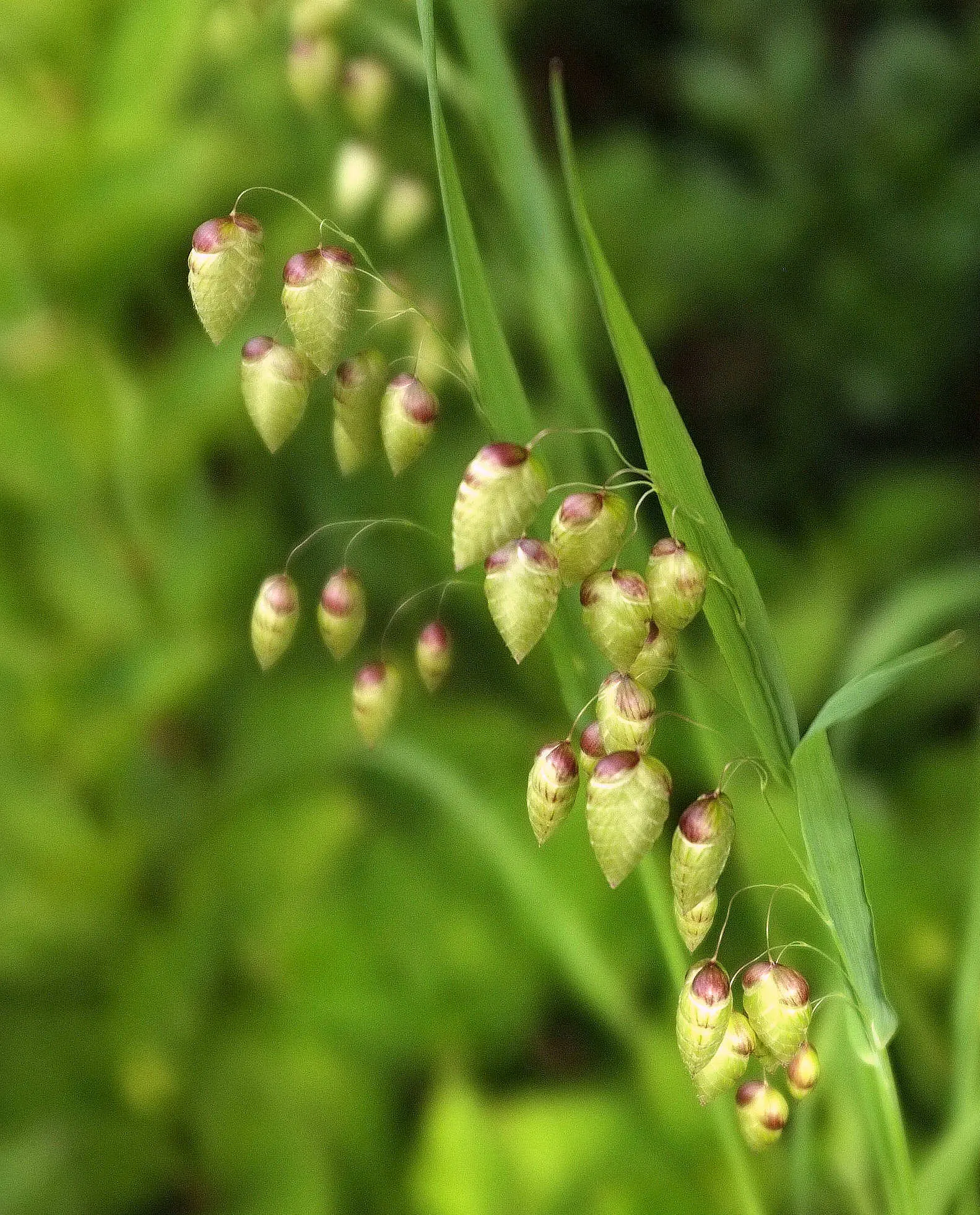 Quaking Grass (Briza Media) — adding visual interest even in the dormant season; gold and green and yellow flowers in the garden